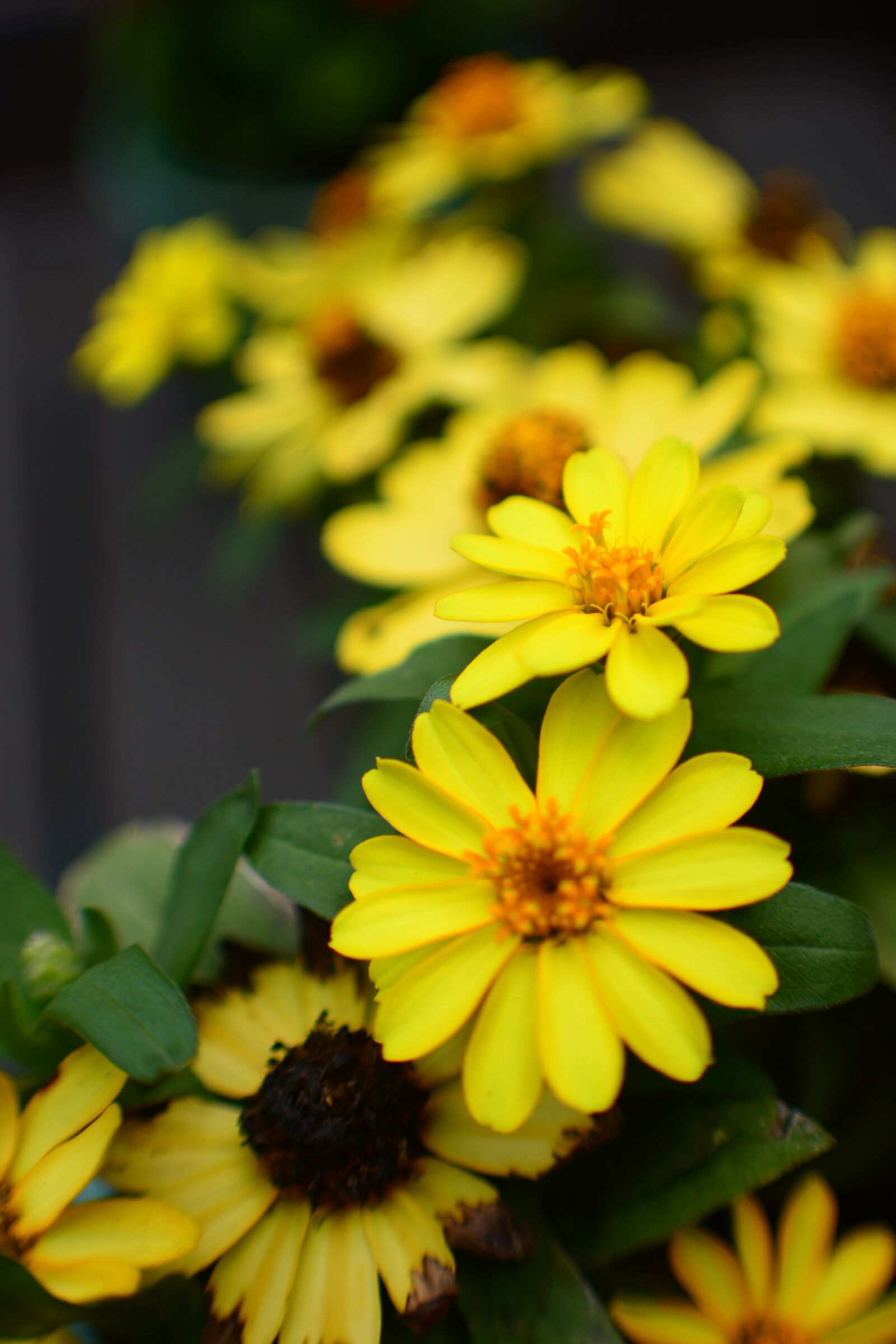 Nikon D5200 sample photo. Daisy, flower, bright photography