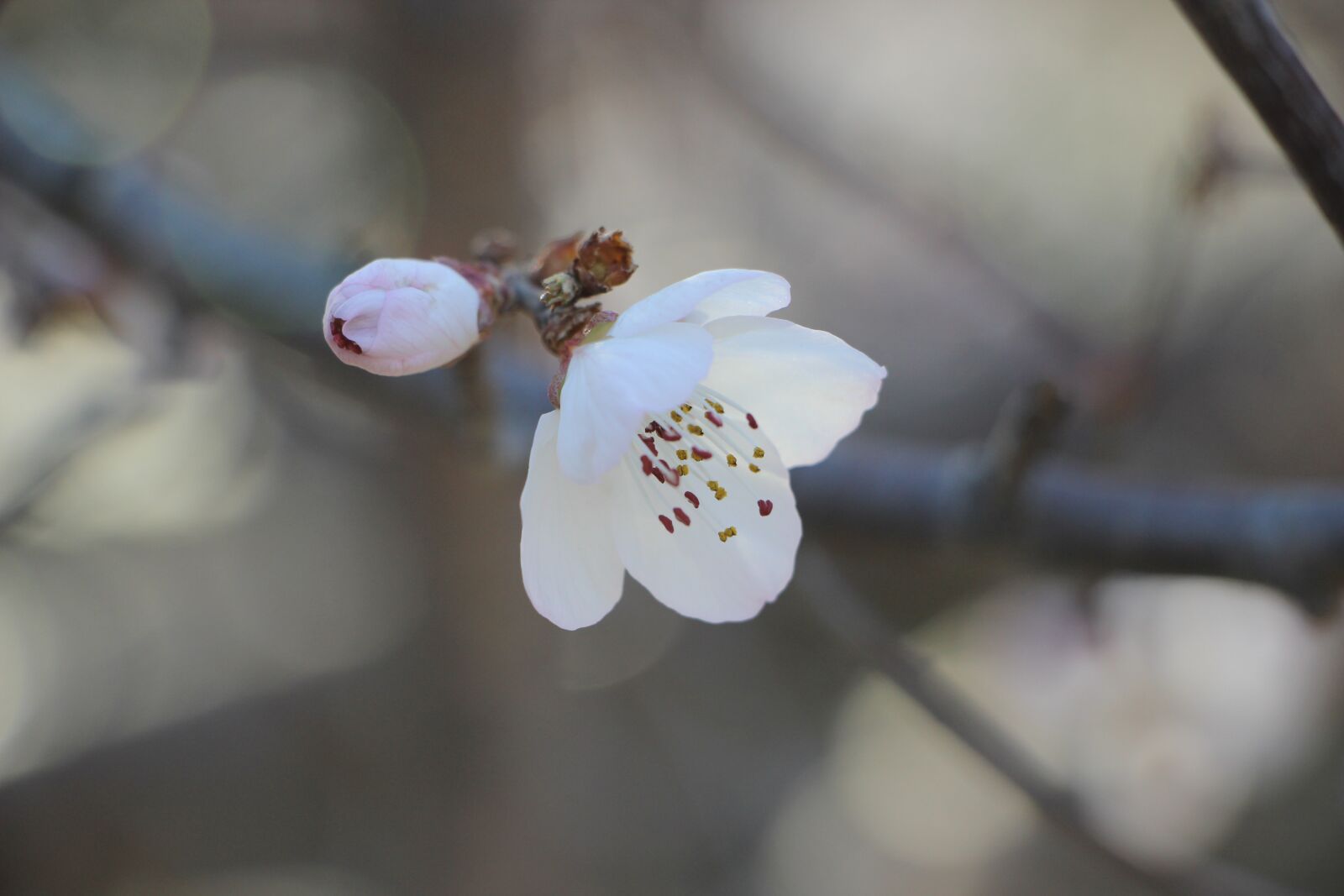 Canon EF-S 18-135mm F3.5-5.6 IS STM sample photo. Flower, blossom, spring photography