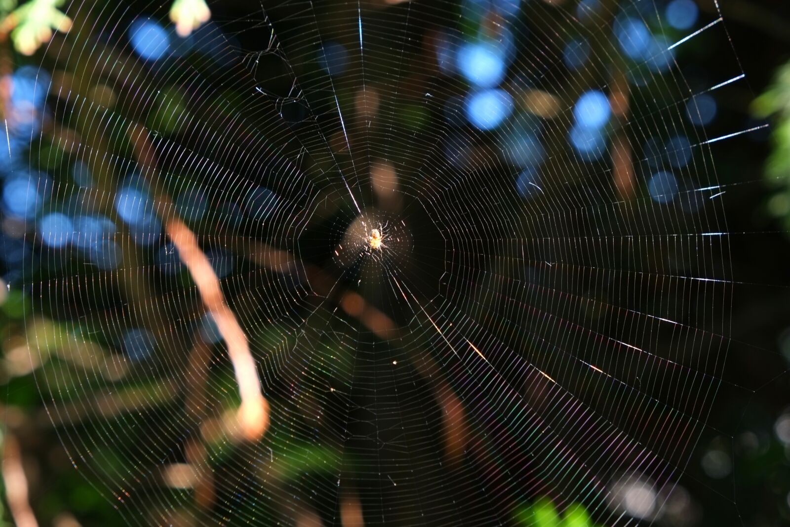Fujifilm X-E1 sample photo. Cobweb, spider, close up photography