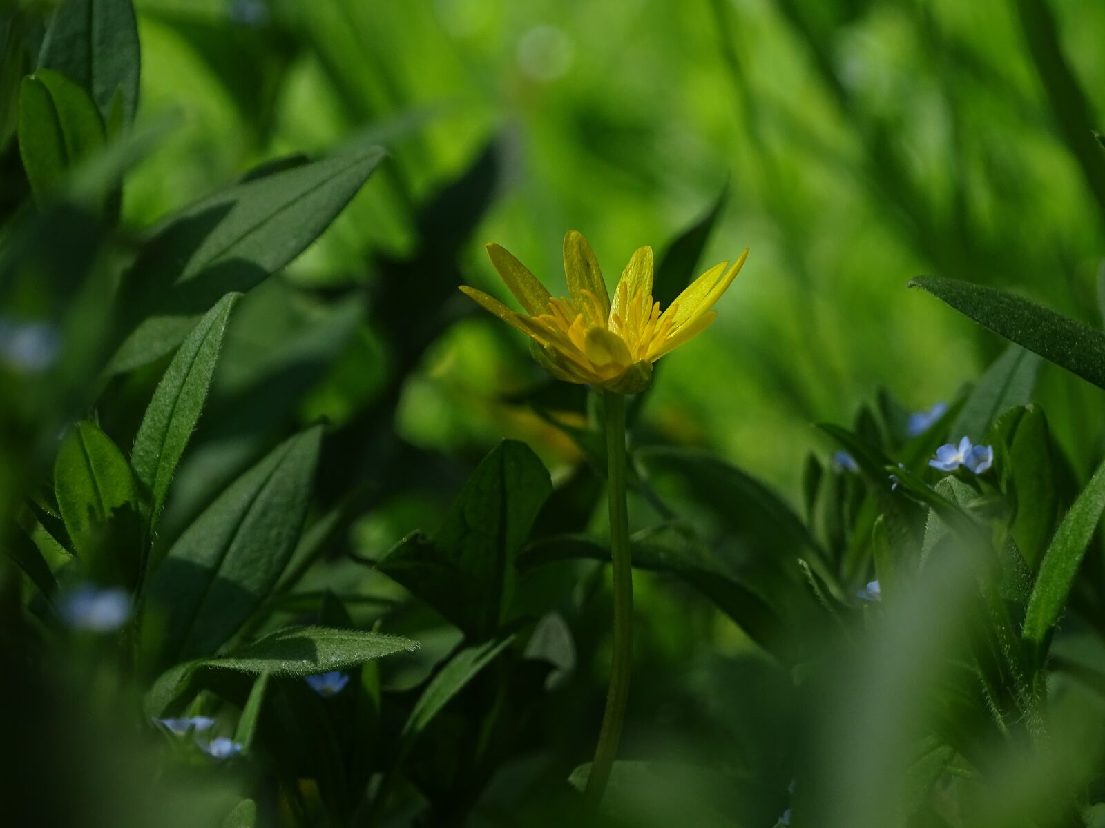 Sony Cyber-shot DSC-HX400V sample photo. In the grass, flower photography