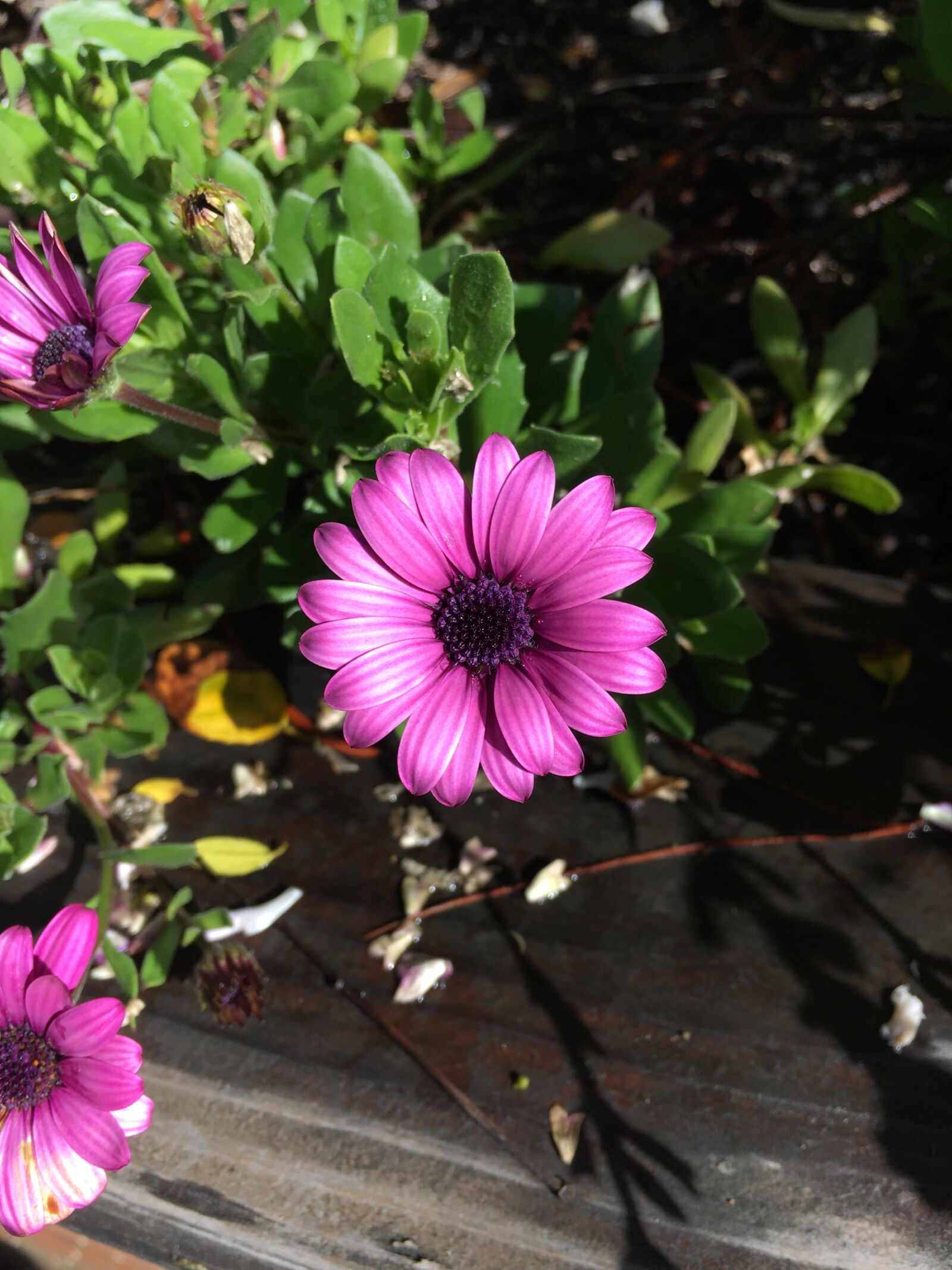 Apple iPhone 6s sample photo. Purple, daisy, flowers photography