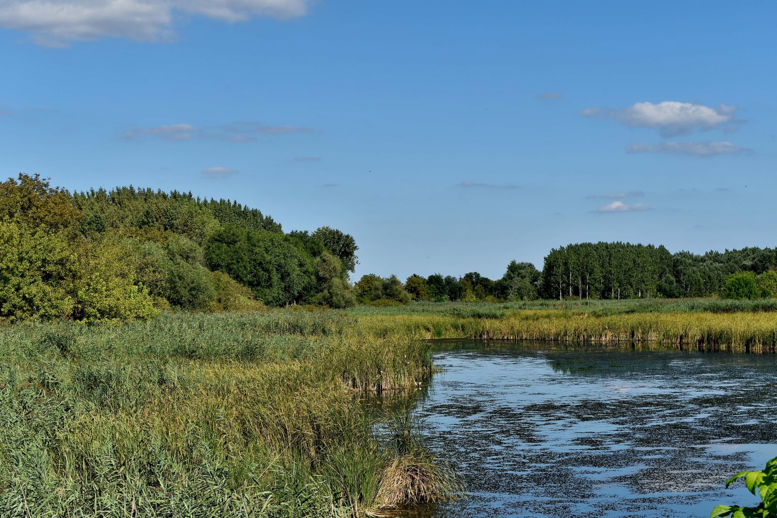 Nikon D5500 sample photo. Blue sky, panorama, swamp photography