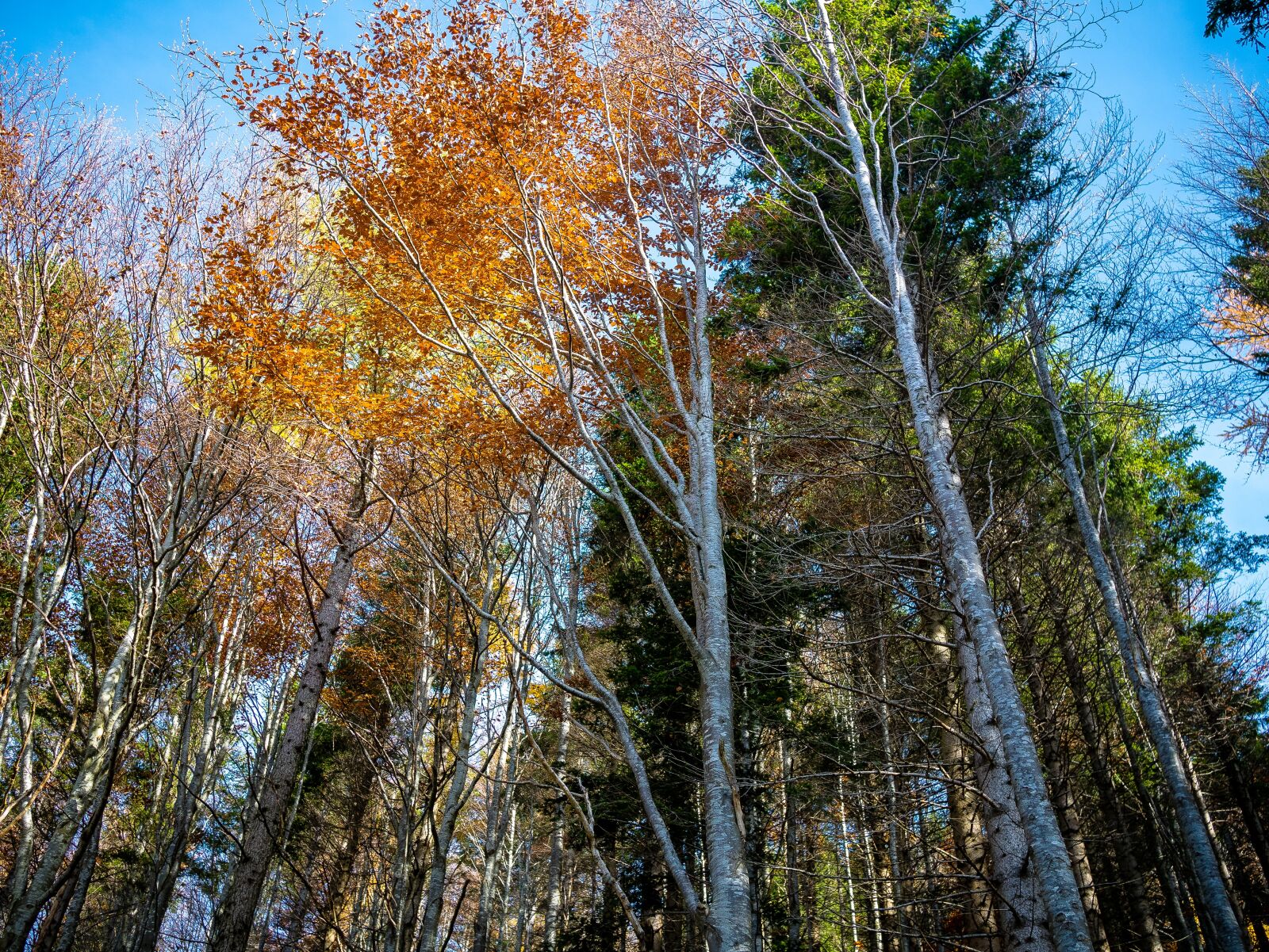 Panasonic Lumix DMC-GM1 sample photo. Autumn, leaves, forest photography