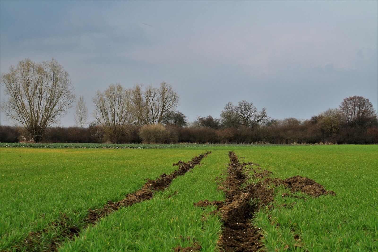 Canon EF-S 55-250mm F4-5.6 IS sample photo. Spring, troubled way, grass photography
