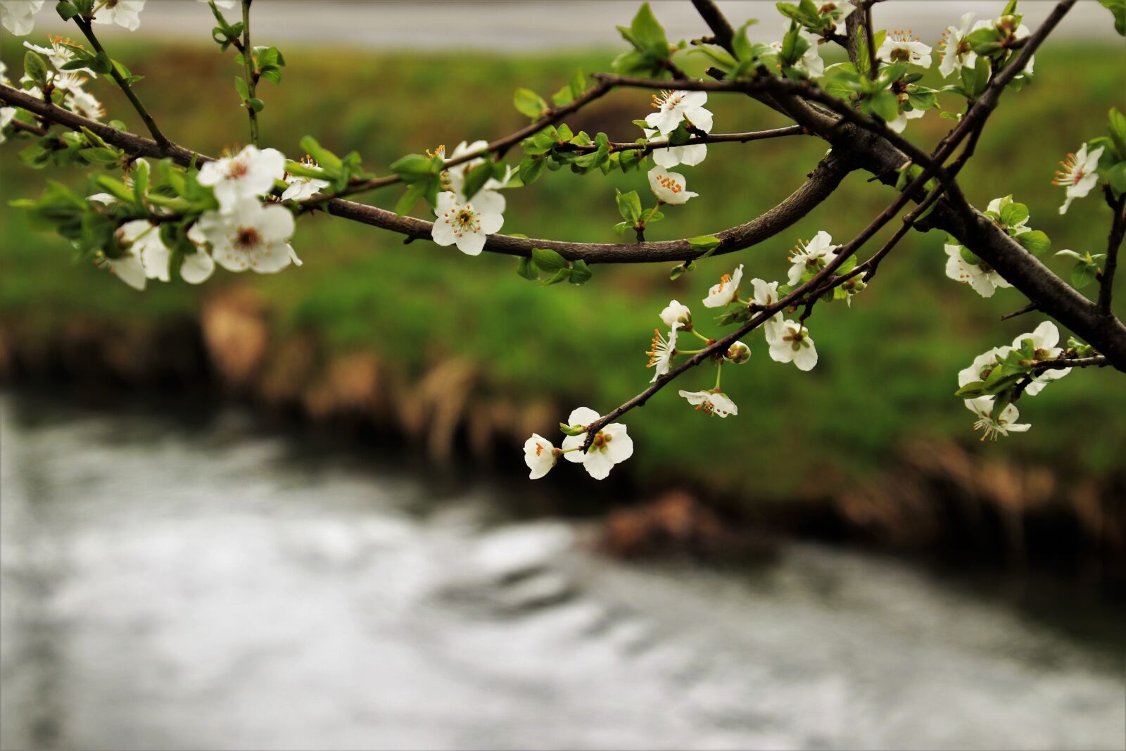 Canon EOS 80D sample photo. Minor, flowers, tree photography