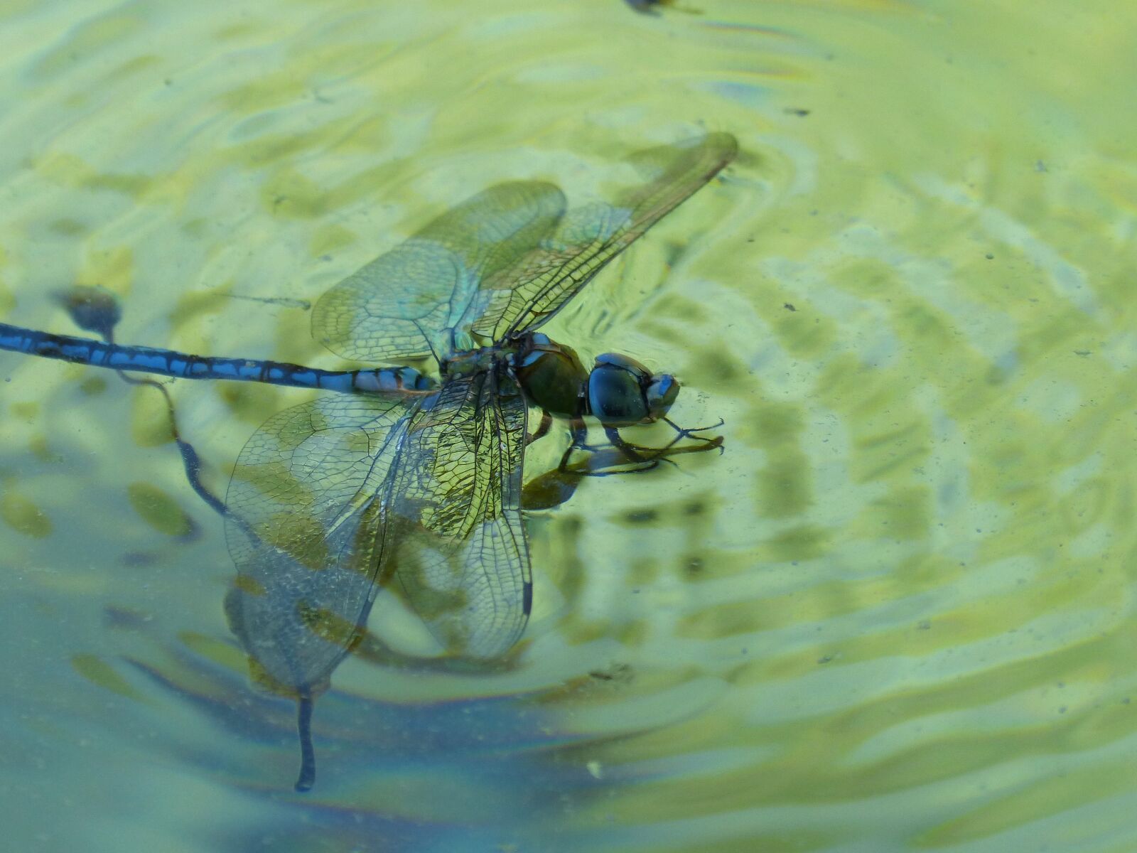 Panasonic DMC-FZ62 sample photo. Dragonfly, blue dragonfly, aeshna photography