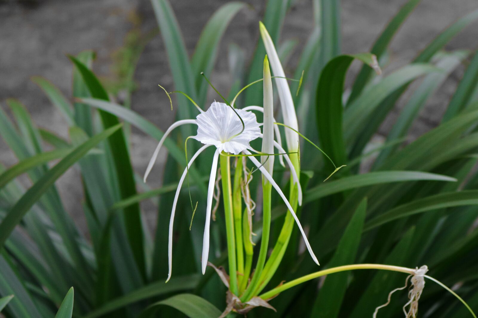 Canon EOS 750D (EOS Rebel T6i / EOS Kiss X8i) sample photo. Nature, flora, leaf photography