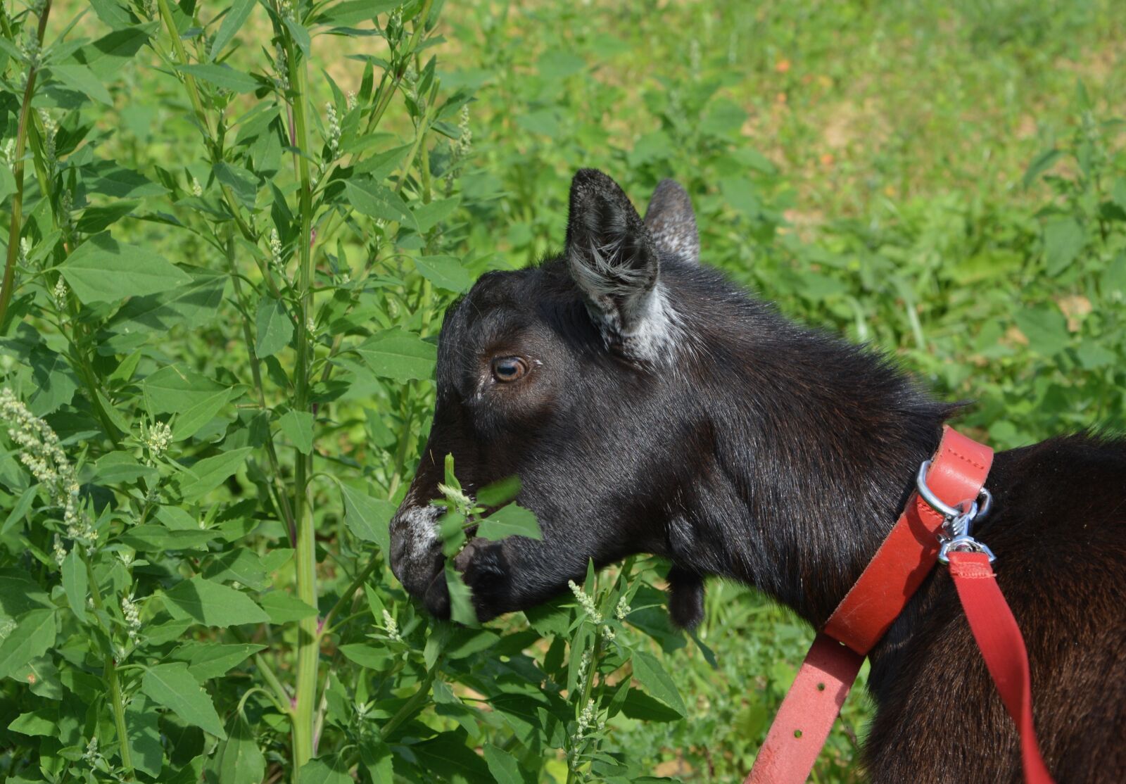 Nikon D5200 sample photo. Goat, goat alpine, clipper photography