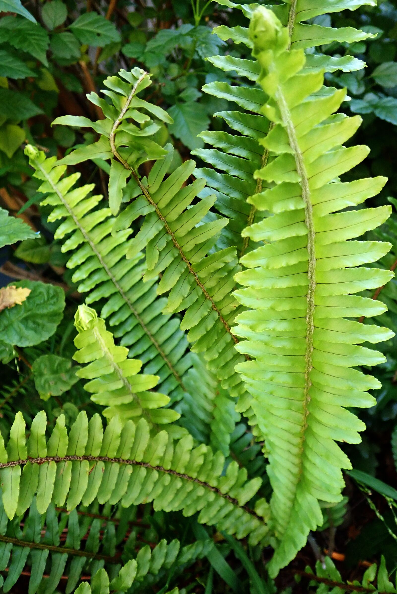 Olympus TG-5 sample photo. Fern, leaves, foliage photography