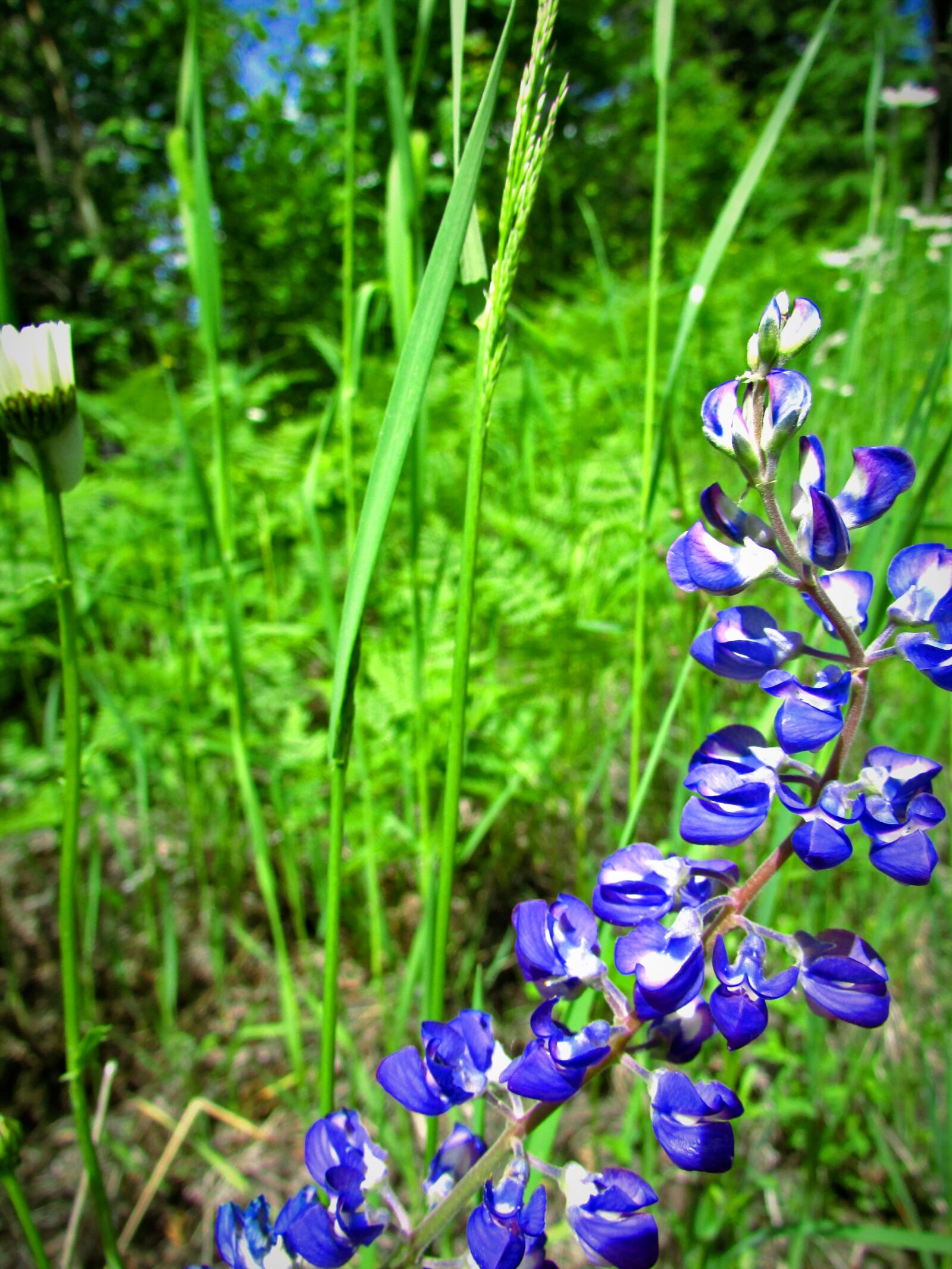 Canon PowerShot SX500 IS sample photo. Lupine, daisy, nature photography