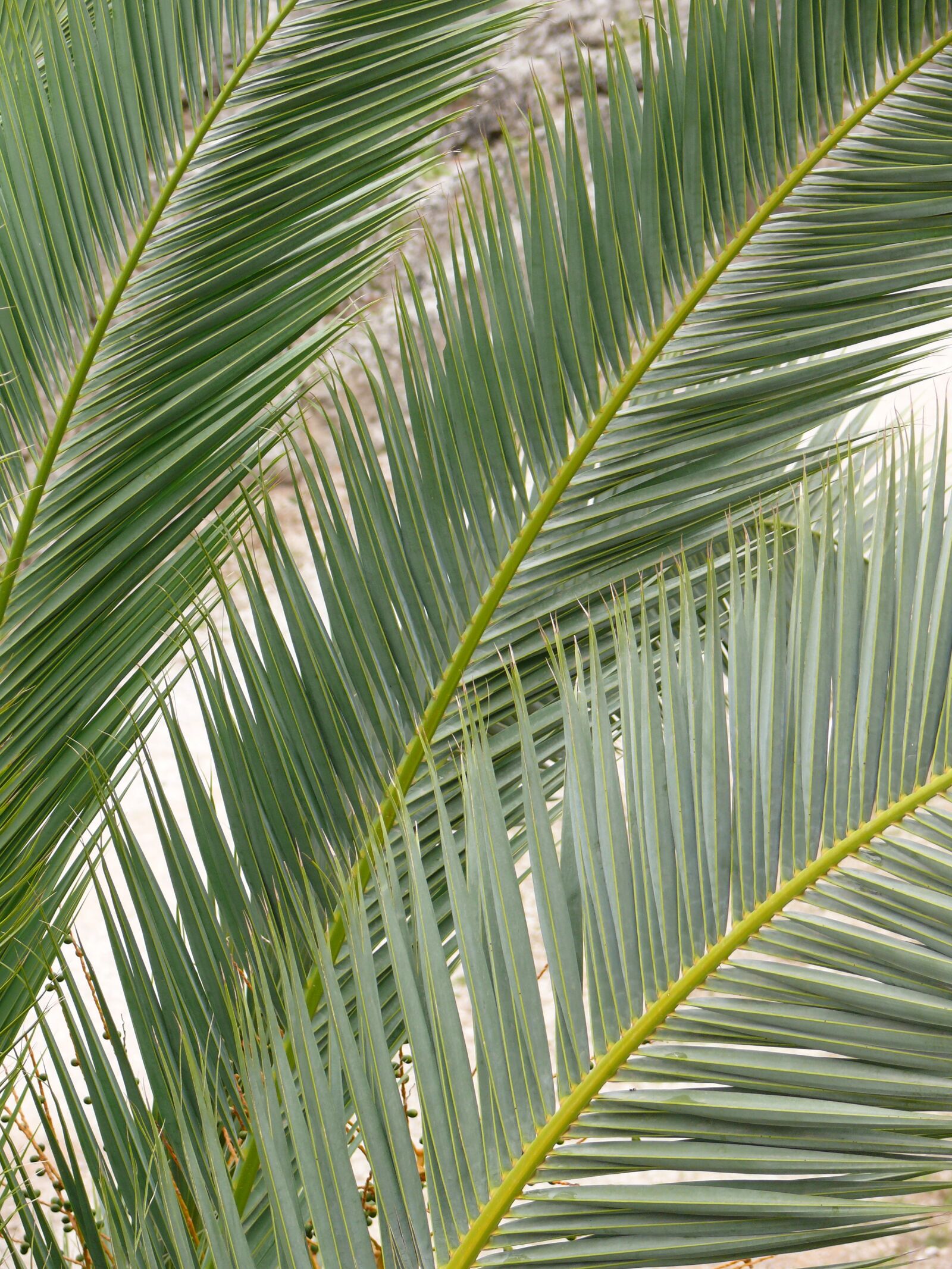 Panasonic DMC-FZ50 sample photo. Palm, green, tree photography