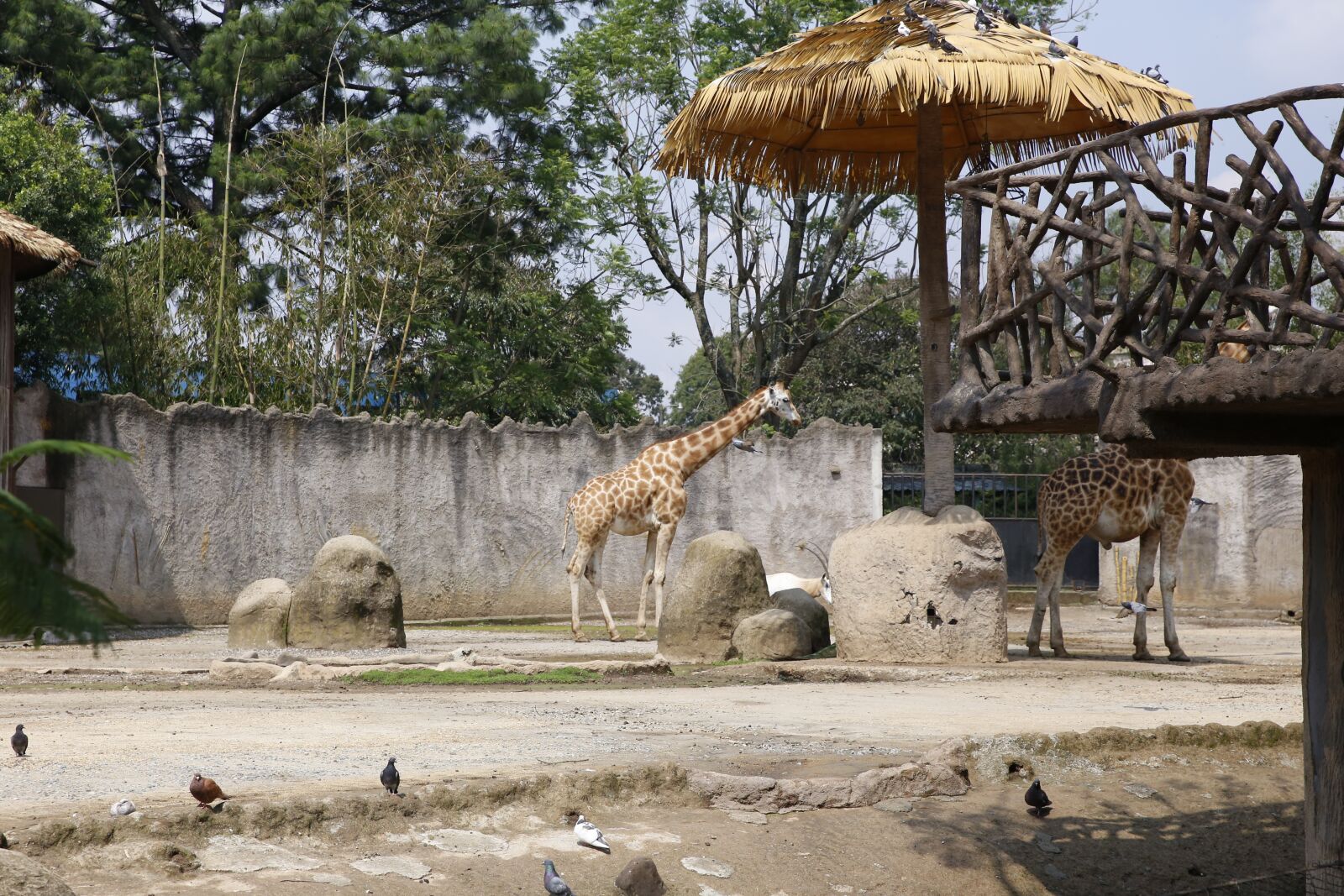 Canon EOS 6D sample photo. Giraffe, animal, mammal photography