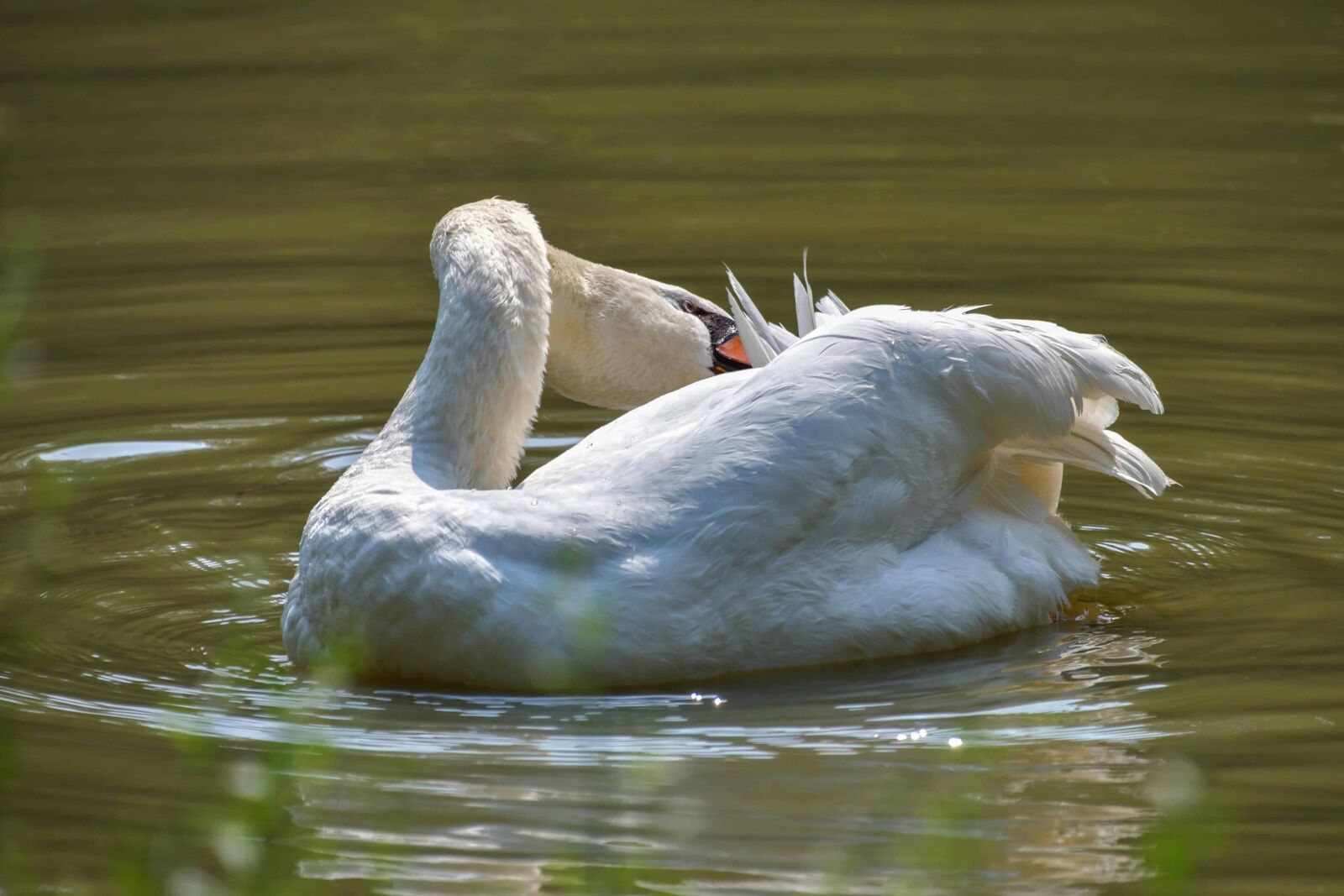 Nikon D500 sample photo. Waterfowl, lake, water, wildlife photography