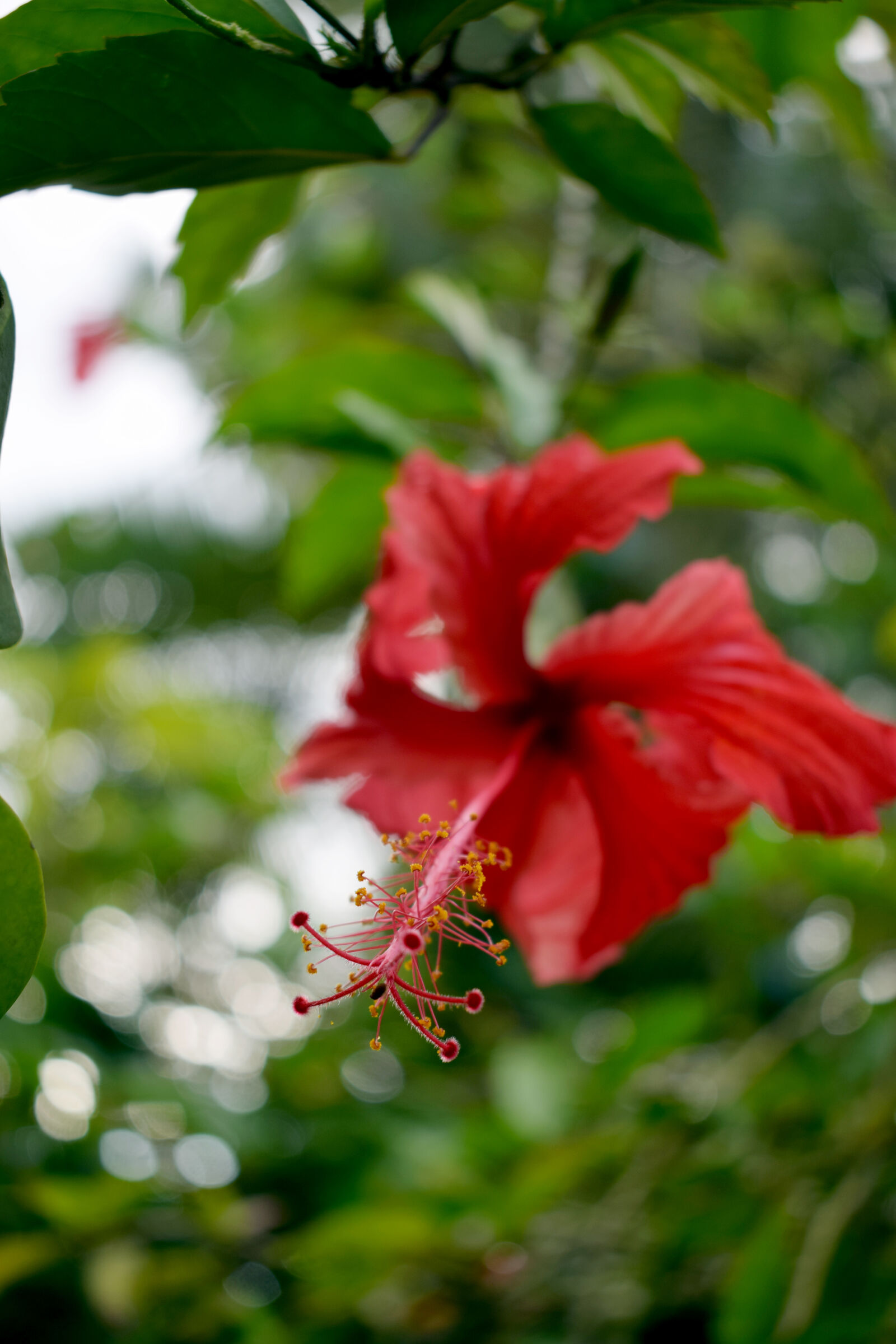 Nikon D3300 sample photo. Flower photography