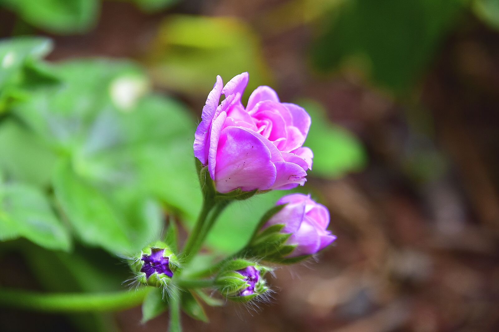 Nikon D7200 sample photo. Flower, garden, flowers photography