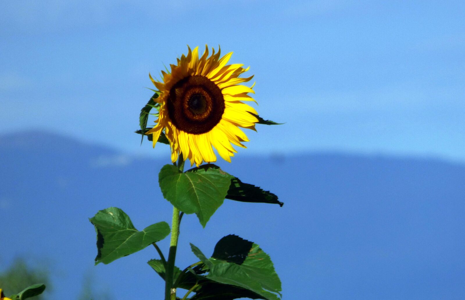 Panasonic DMC-FZ72 sample photo. Sunflower, flower, sky photography