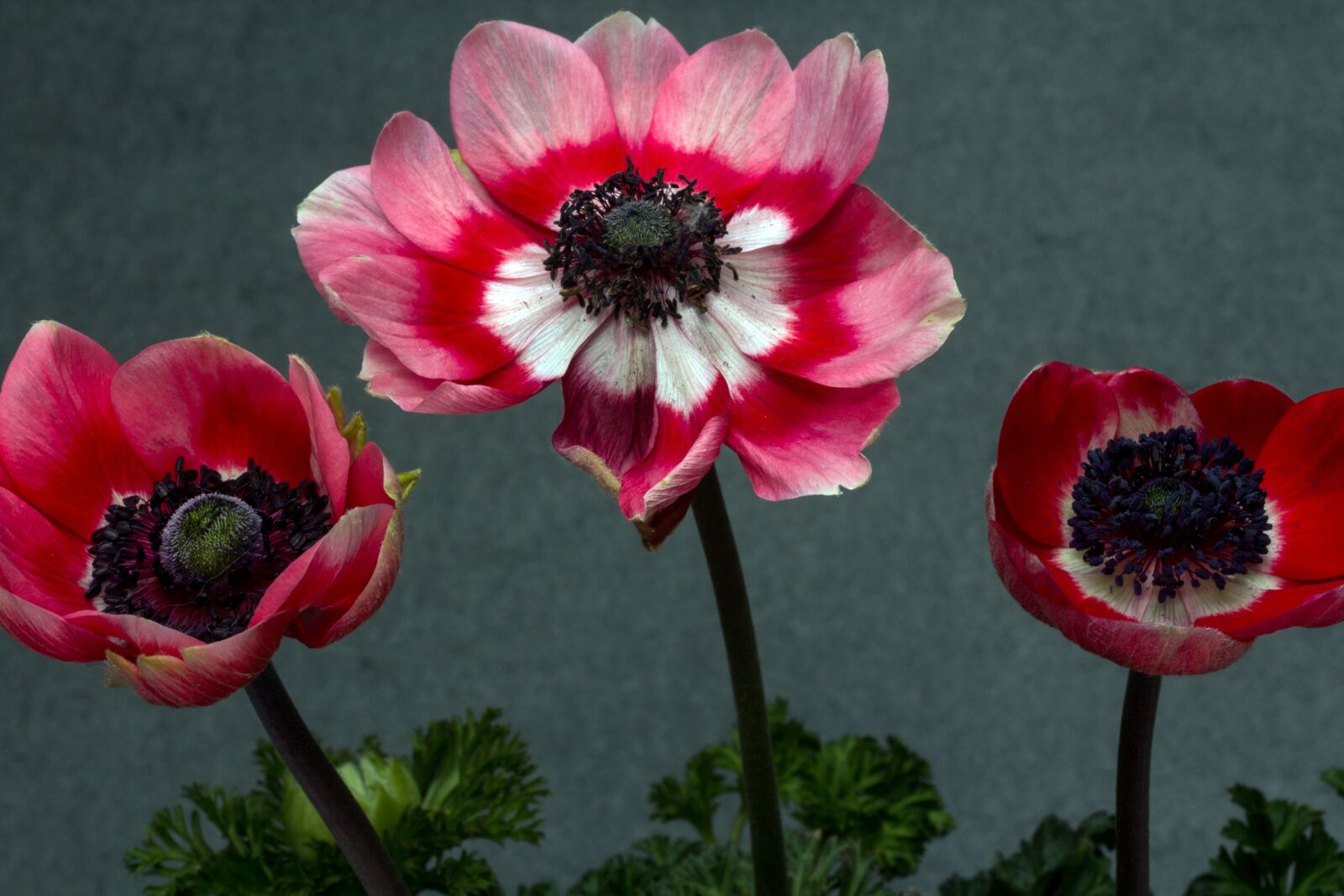 Canon EF-S 60mm F2.8 Macro USM sample photo. Garden anemone, crown anemone photography