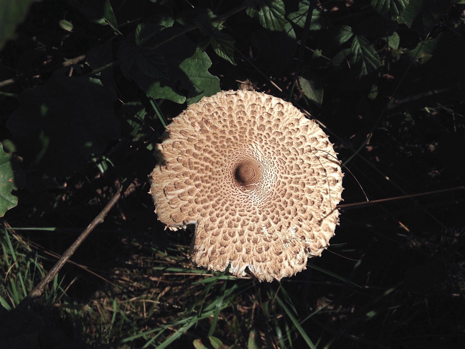 Apple iPhone 5c sample photo. Mushroom, wild, forest photography