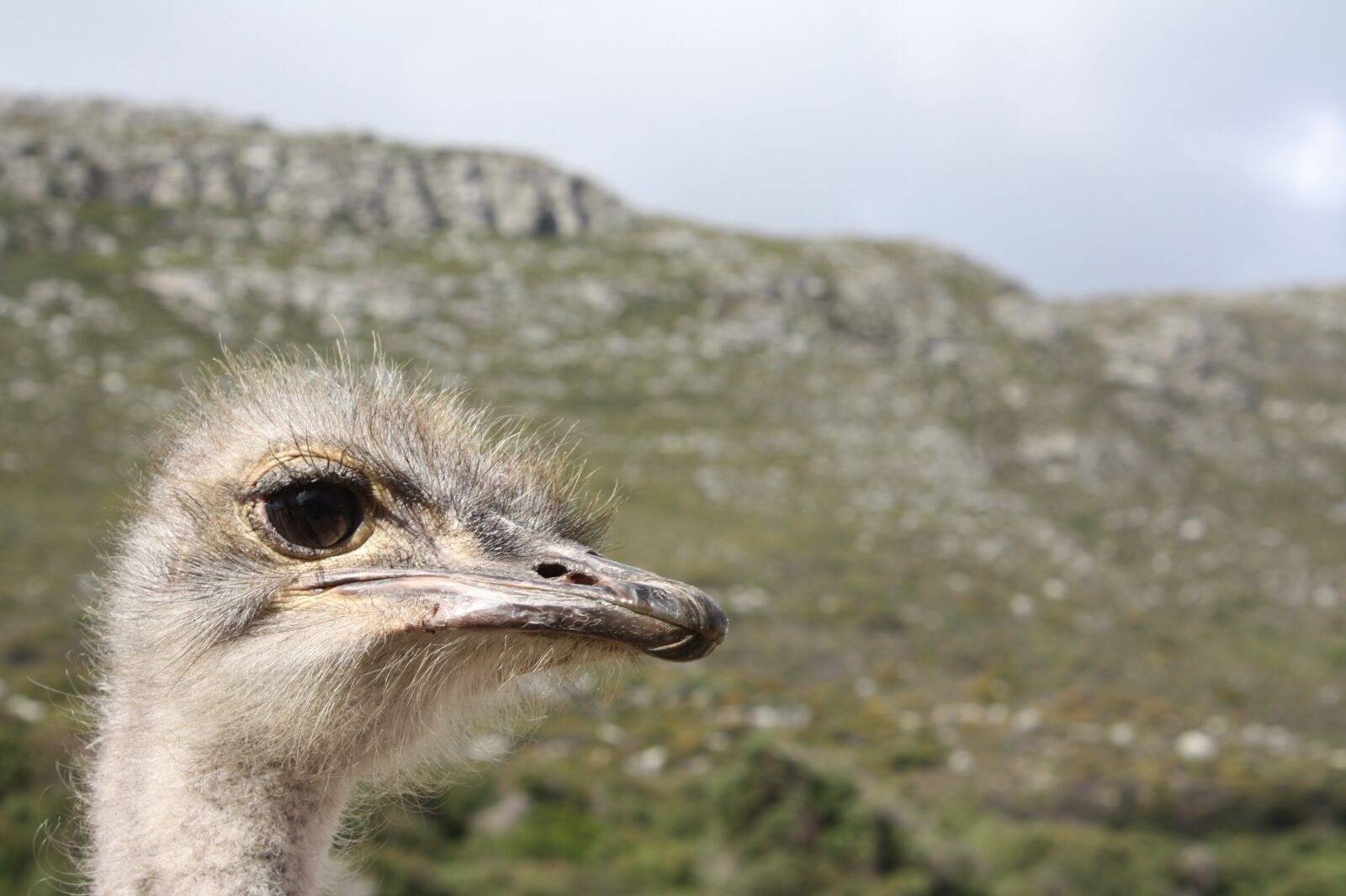 Canon EOS 450D (EOS Rebel XSi / EOS Kiss X2) sample photo. South africa, ostrich farm photography