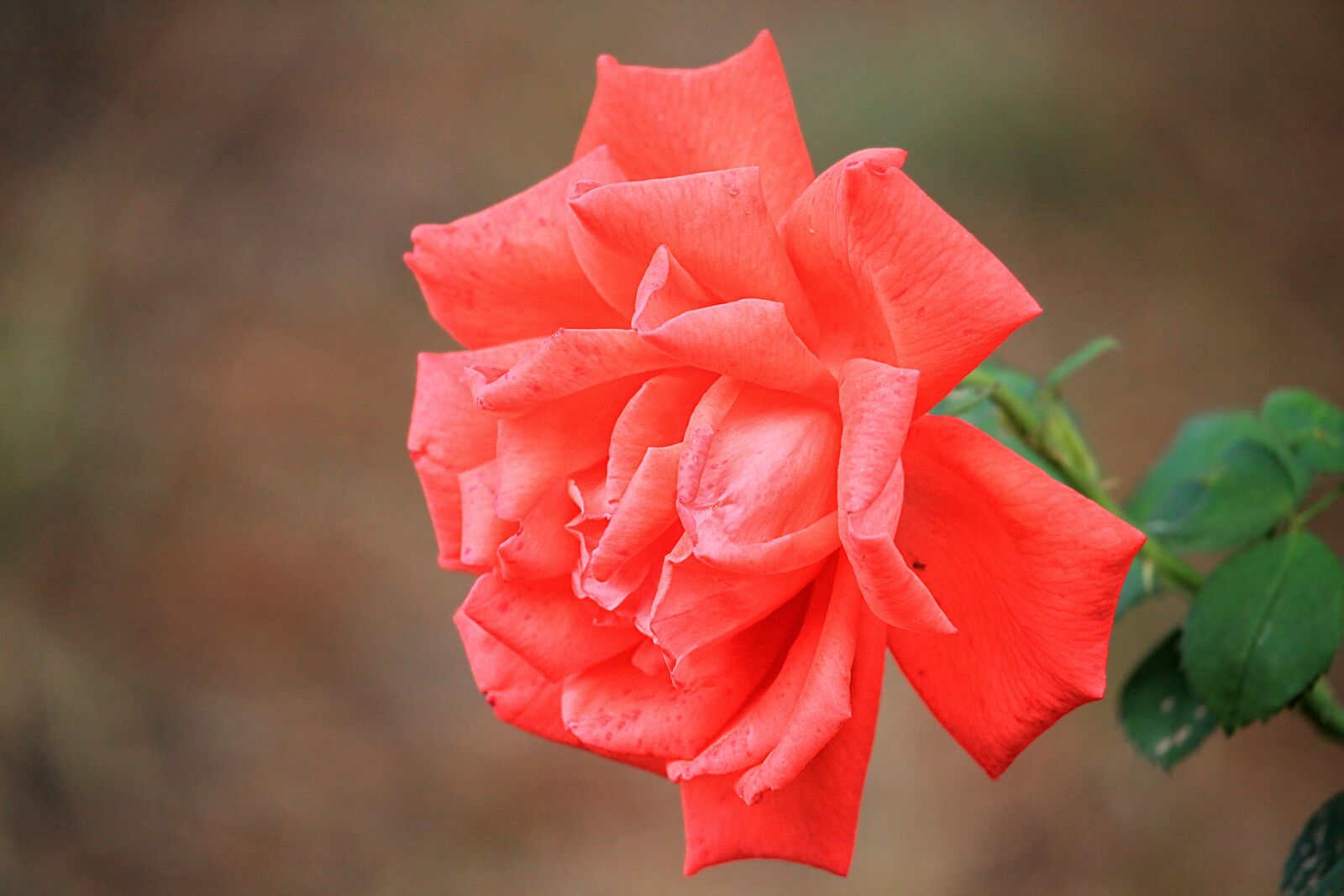 Canon EF-S 55-250mm F4-5.6 IS STM sample photo. Rose, red rose, blossom photography