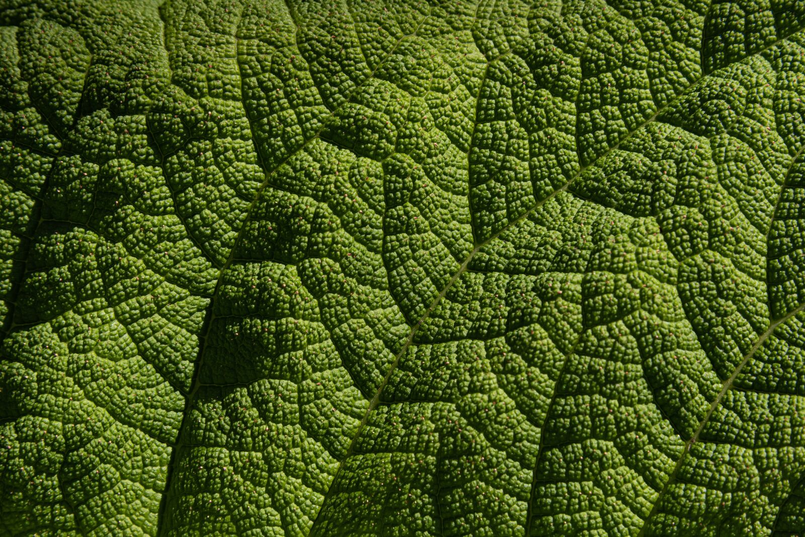 Nikon D810 sample photo. Gunnera, leaf, green photography