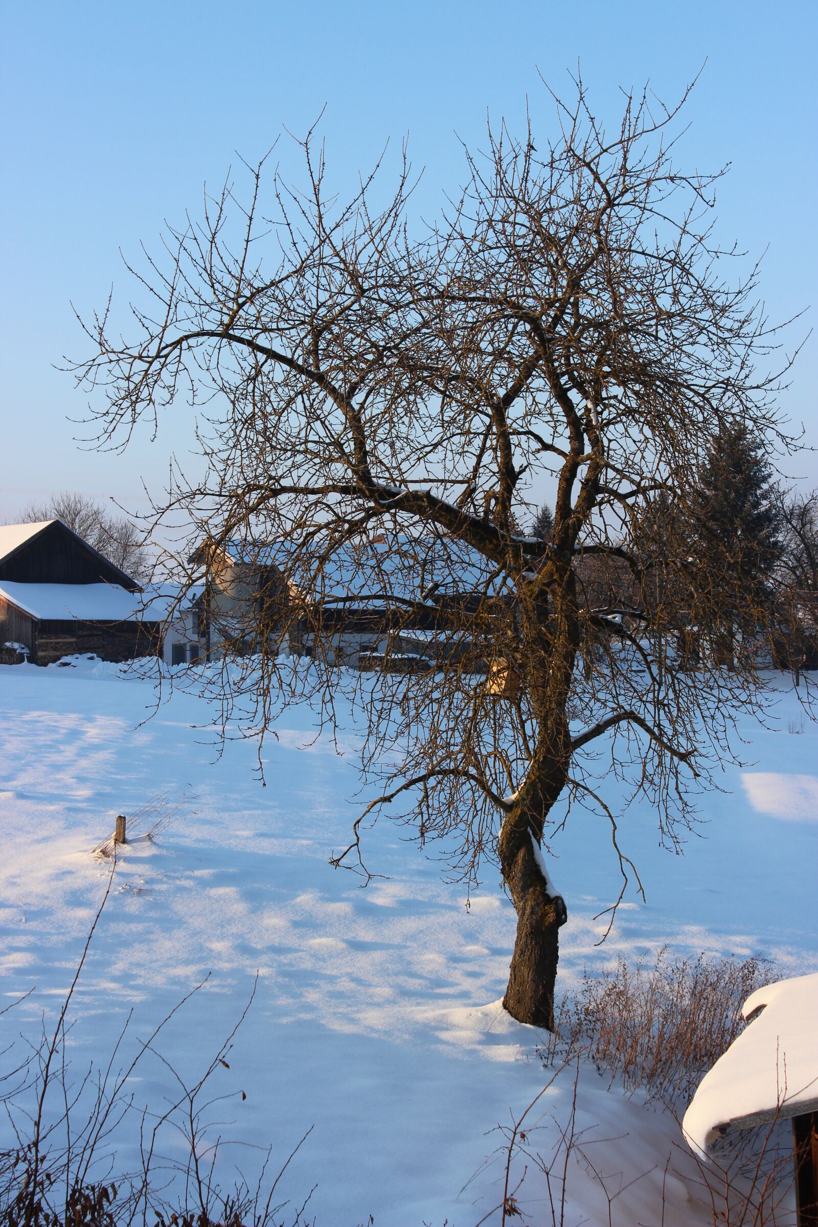 Canon EOS 600D (Rebel EOS T3i / EOS Kiss X5) sample photo. Snow, winter, january photography