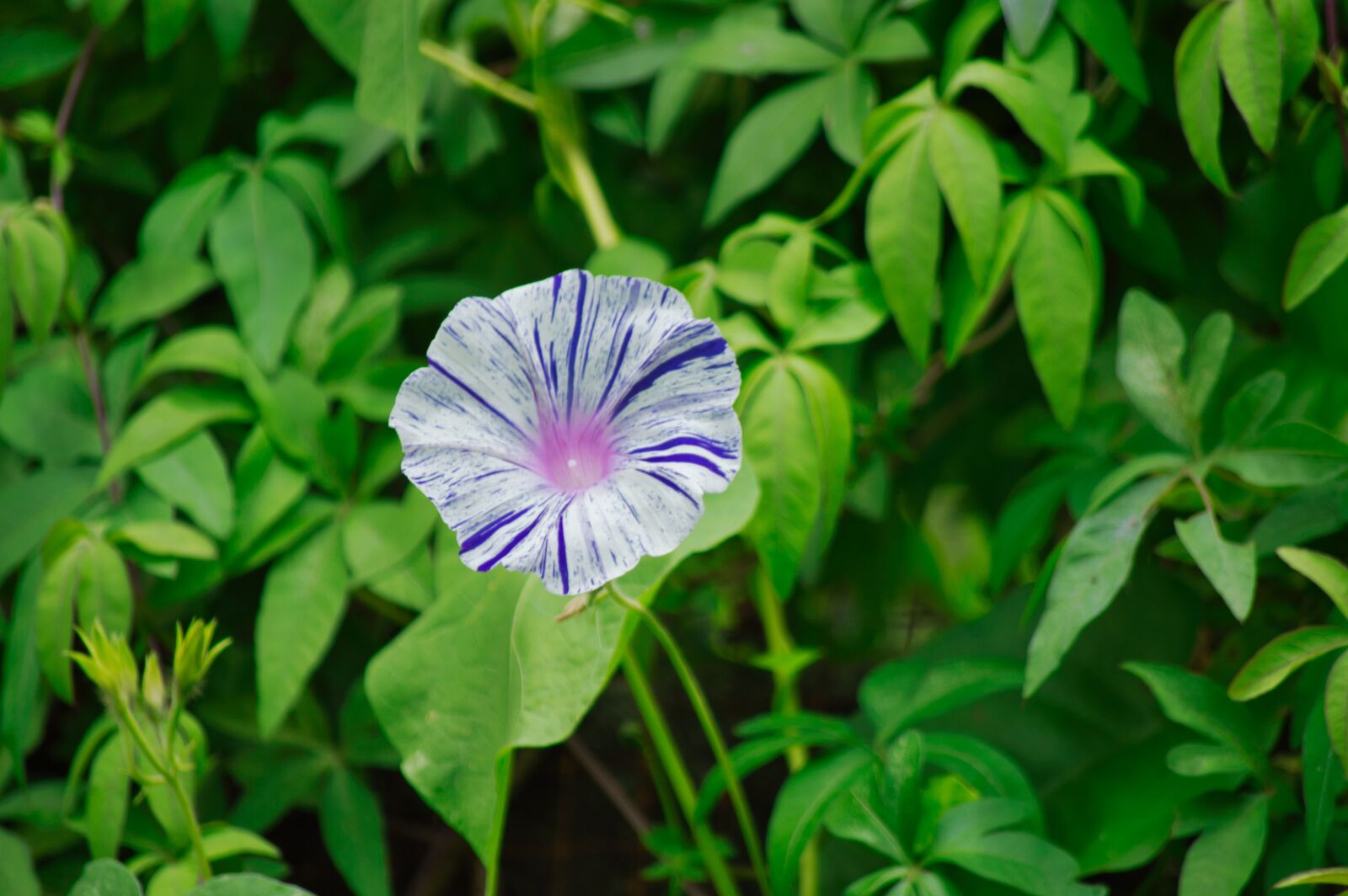 Nikon D3200 sample photo. Costa rica, garden, flower photography