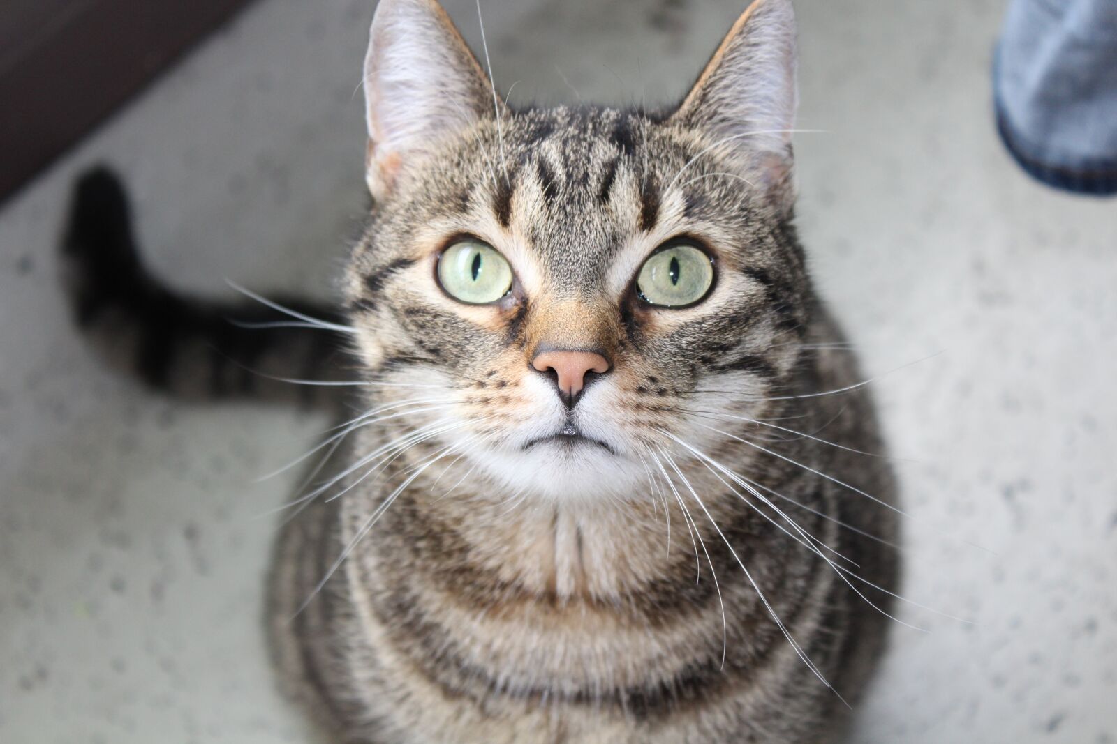 Canon EOS 1300D (EOS Rebel T6 / EOS Kiss X80) sample photo. Cat, mieze, face photography
