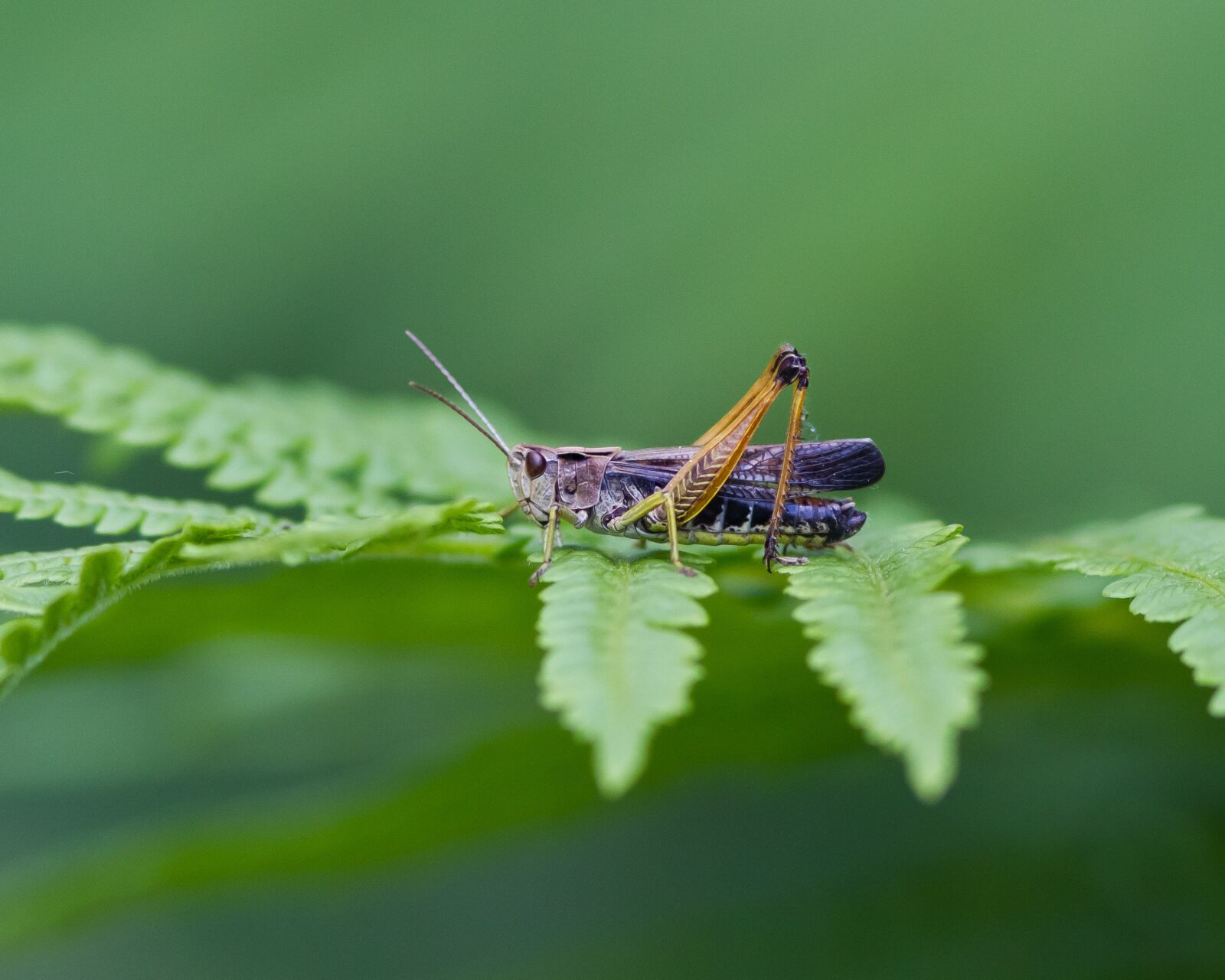 Canon EF 300mm F4L IS USM sample photo. Grasshopper, insect, green photography