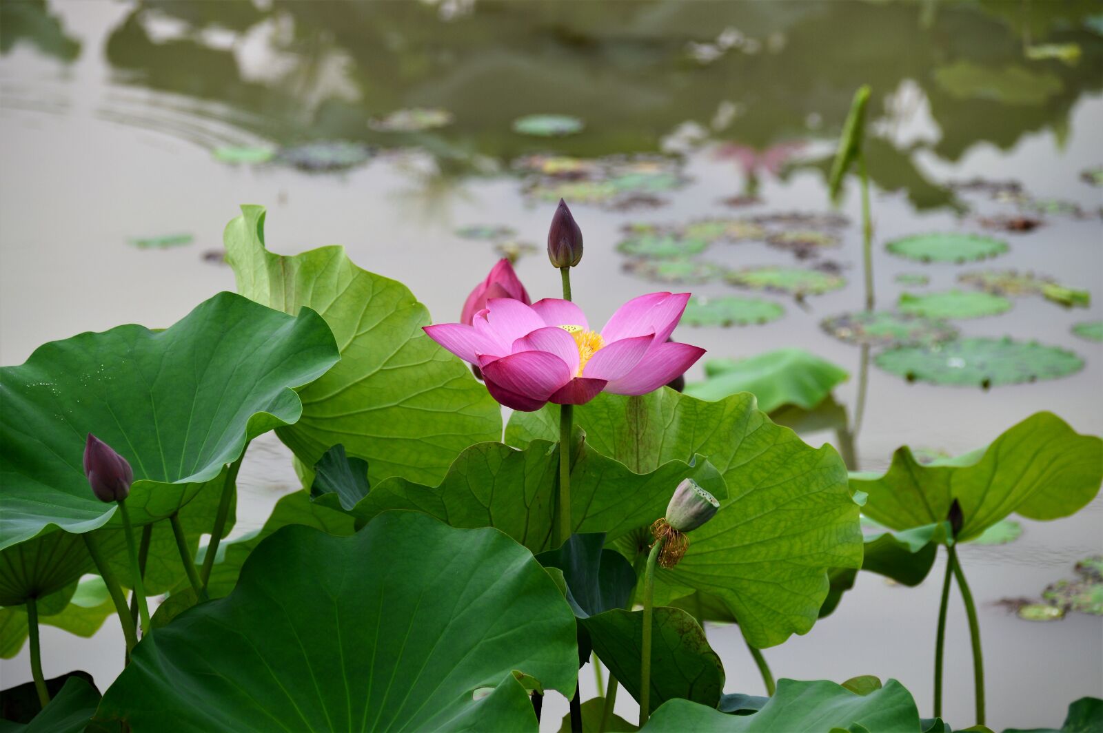 Nikon D3200 sample photo. Lotus, kite, hongryeon photography
