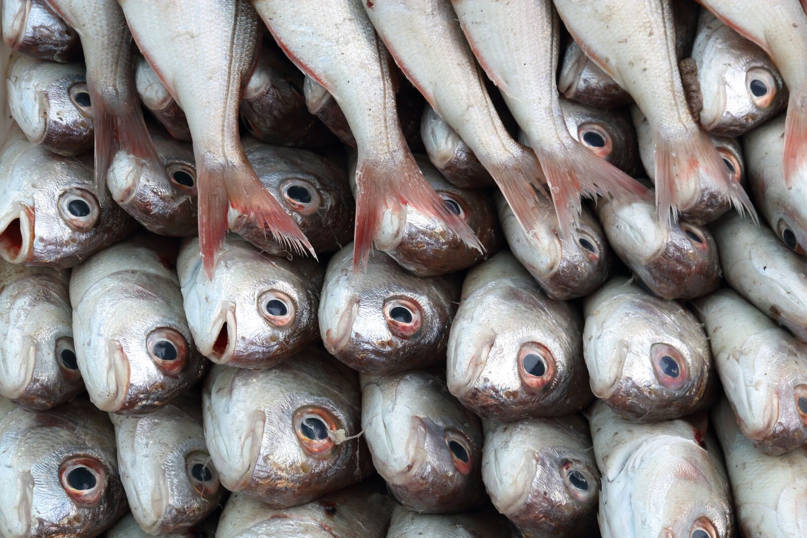 Canon EOS 750D (EOS Rebel T6i / EOS Kiss X8i) sample photo. Morocco, essaouira, harbour photography