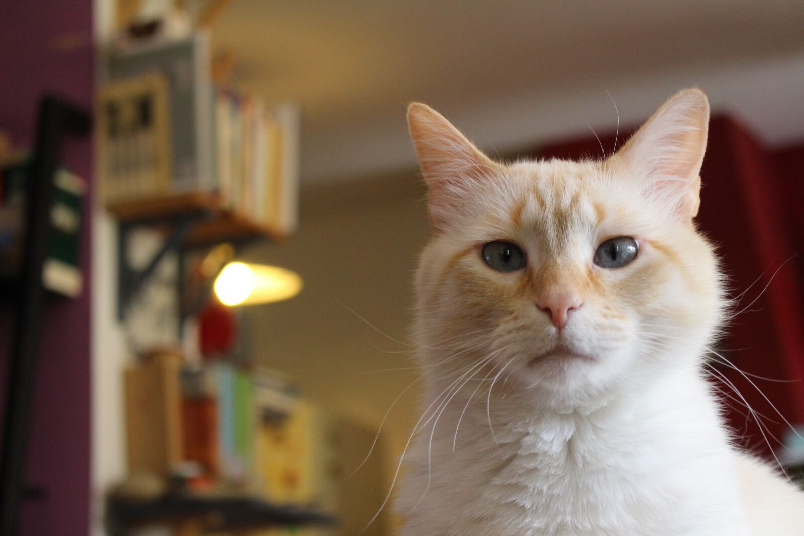 Canon EOS 700D (EOS Rebel T5i / EOS Kiss X7i) sample photo. Cat, nice, portrait photography