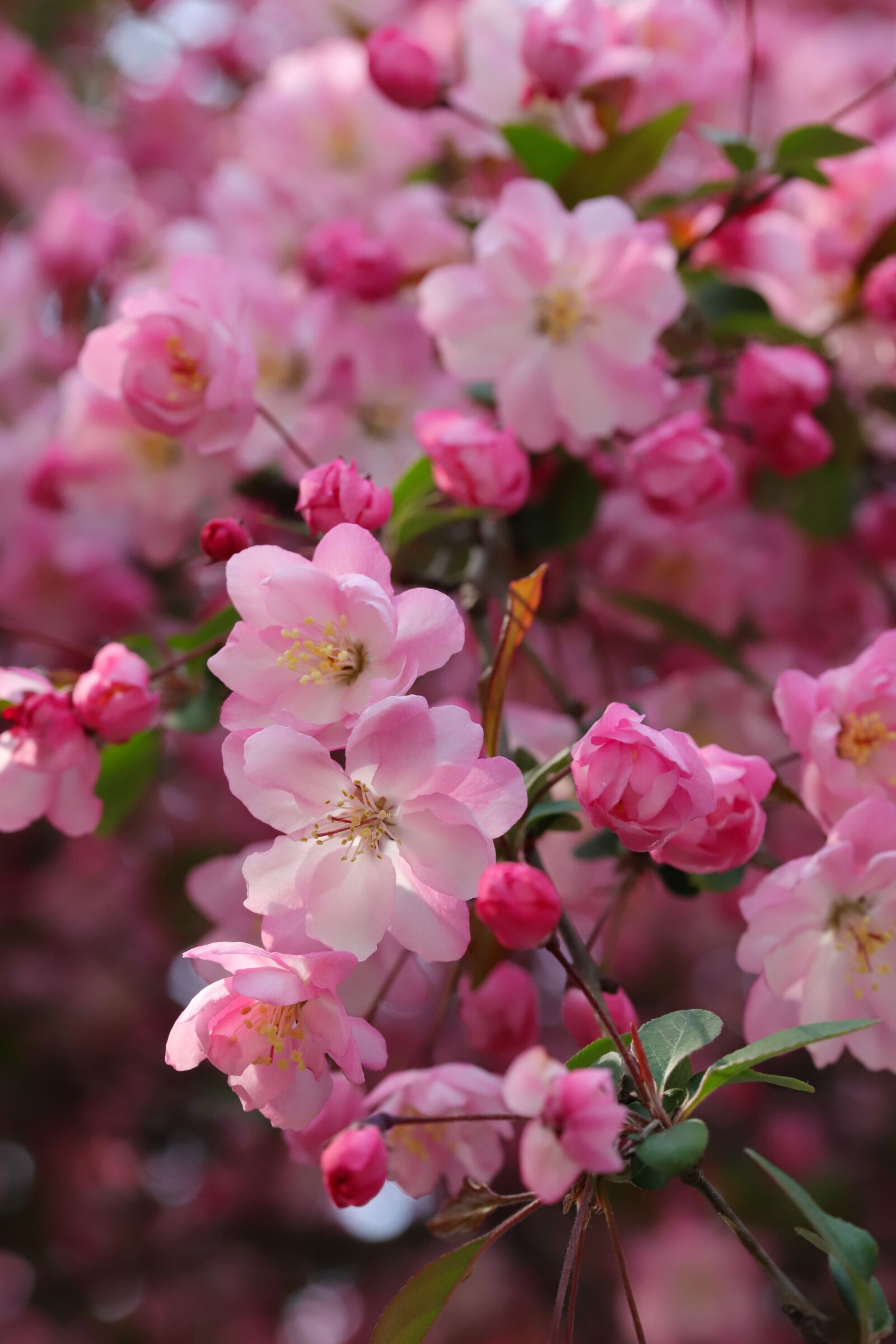Canon EOS 6D Mark II sample photo. Flower apples, spring, wood photography