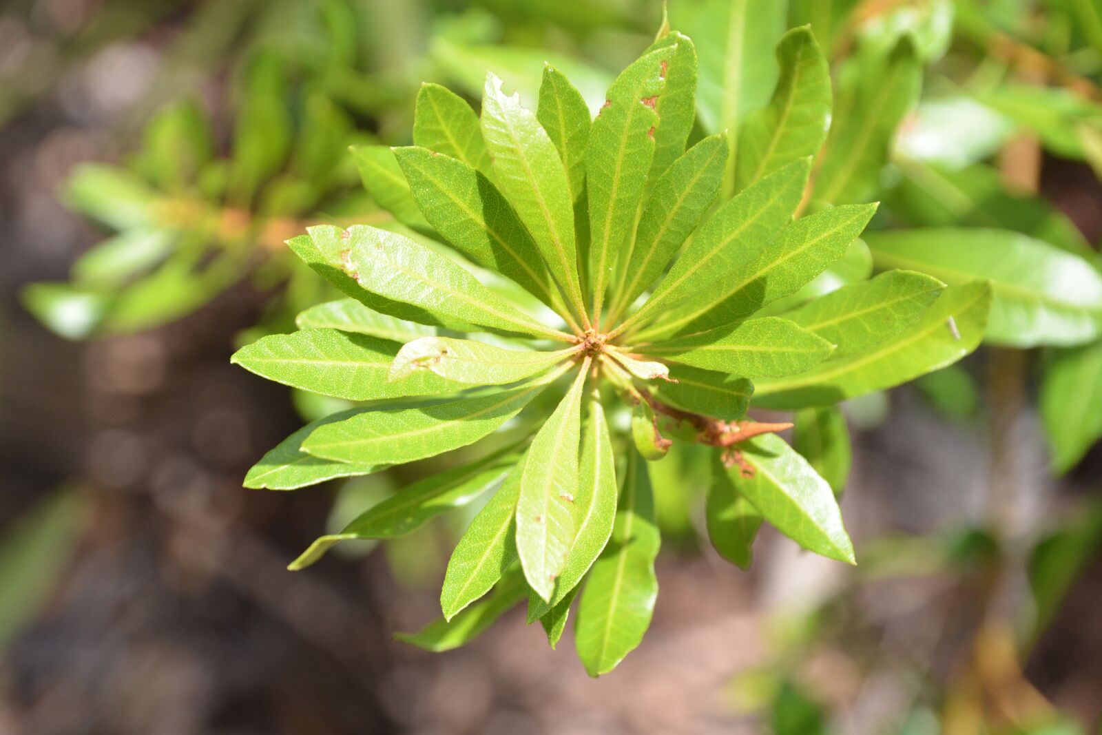 Nikon D600 sample photo. Leaves, green, leaf photography