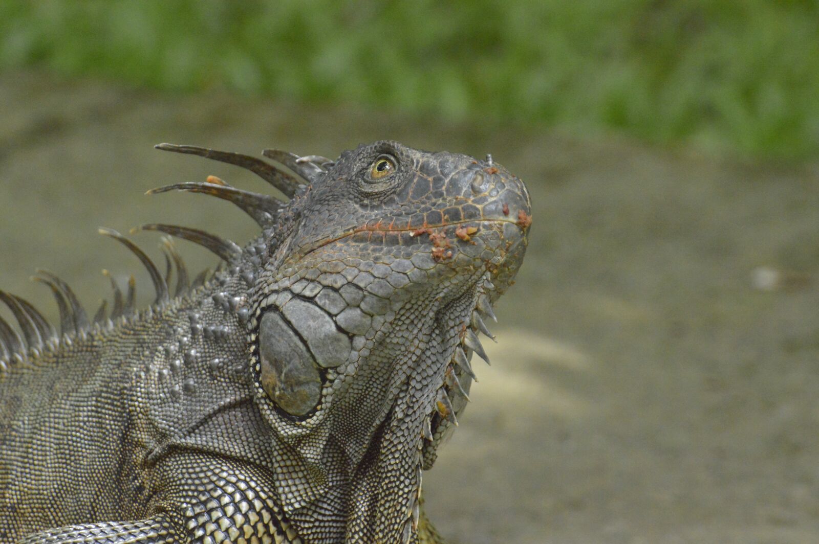 Nikon D3200 sample photo. Iguana, reptile, costa rica photography
