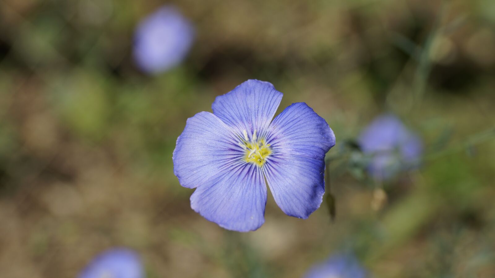 Sony DT 18-55mm F3.5-5.6 SAM II sample photo. Flower, blue, spring photography