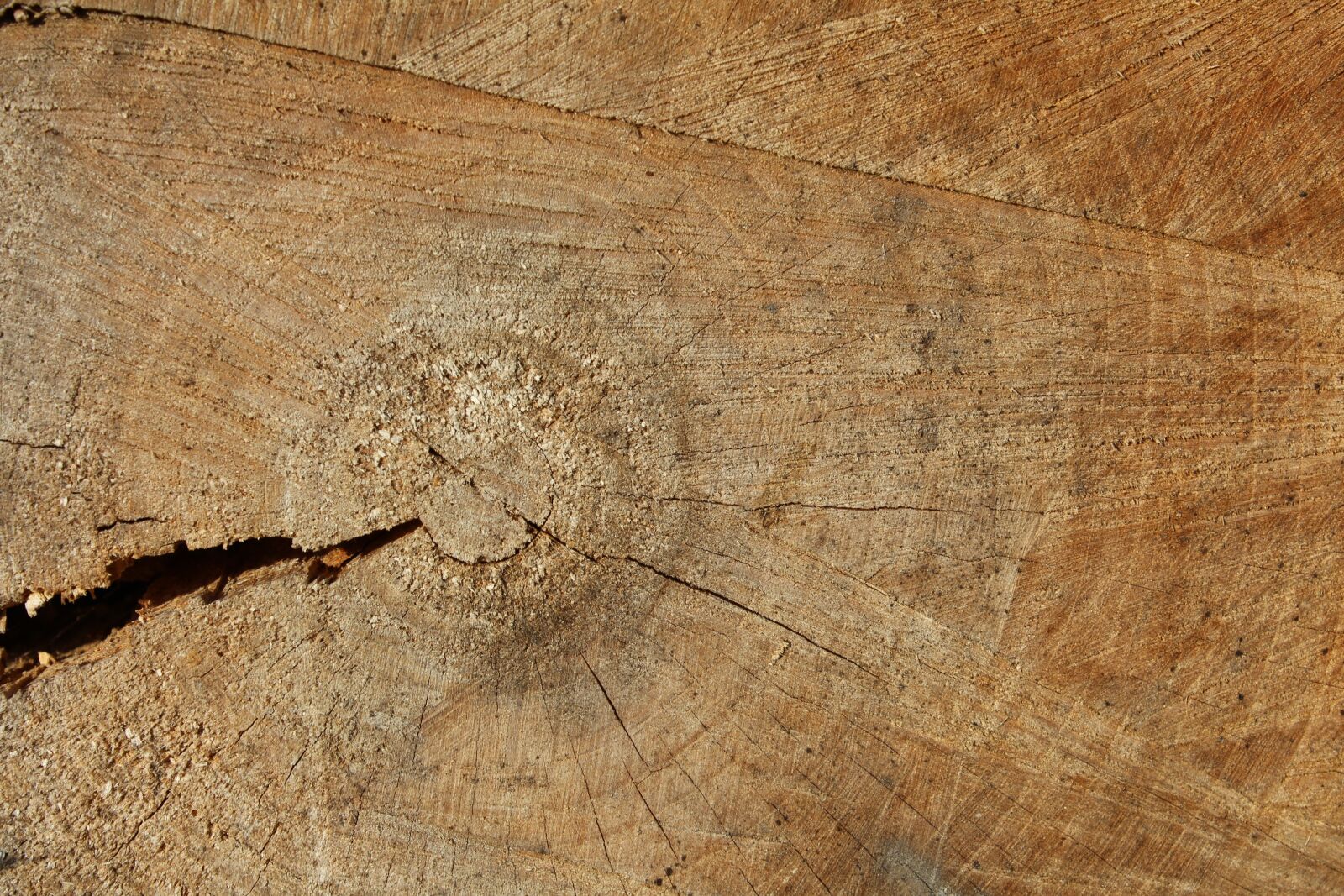 Canon EOS 600D (Rebel EOS T3i / EOS Kiss X5) sample photo. Wood, nature, grain photography