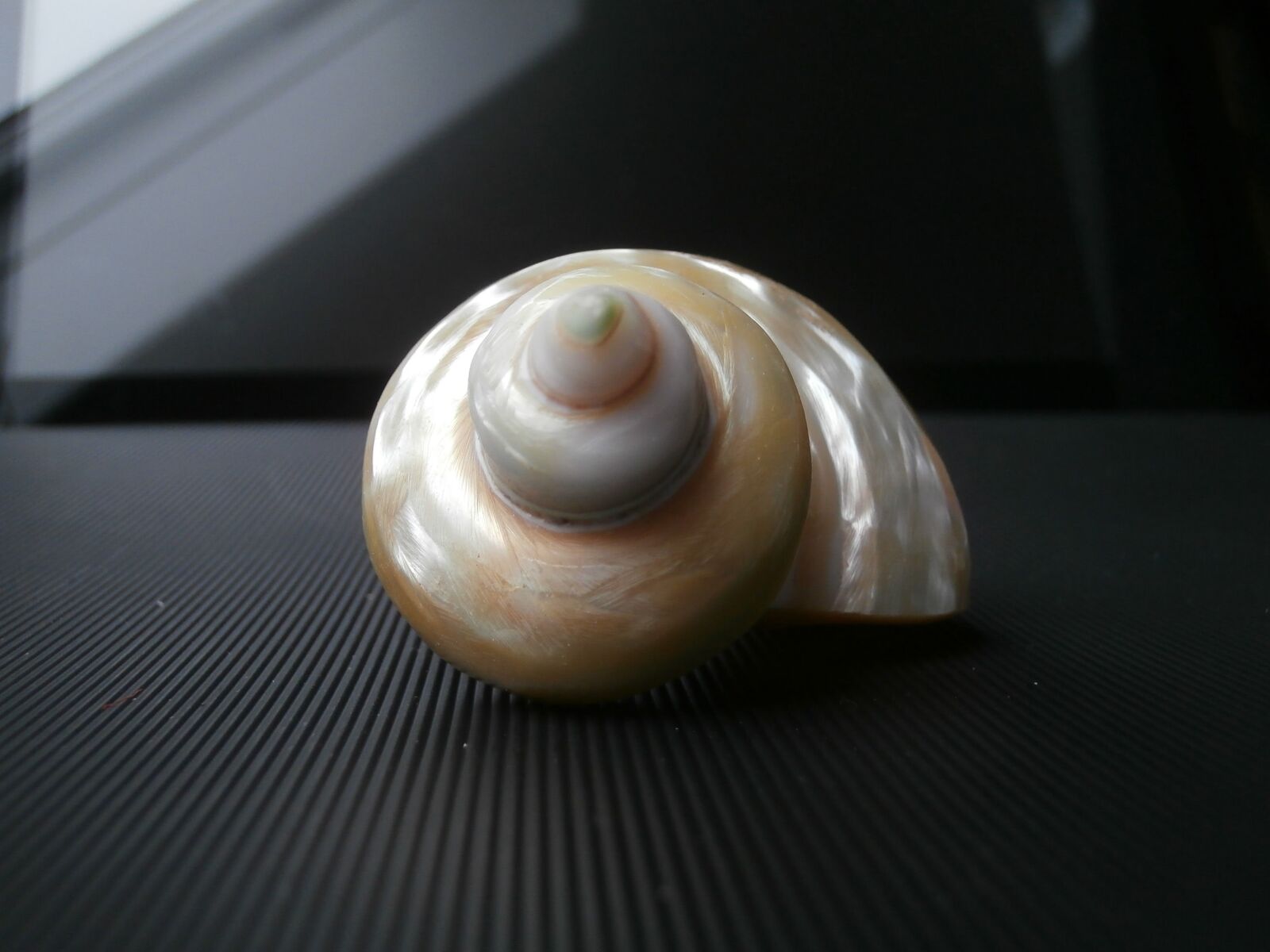 Olympus VR340,D750 sample photo. Shell, mother of pearl photography