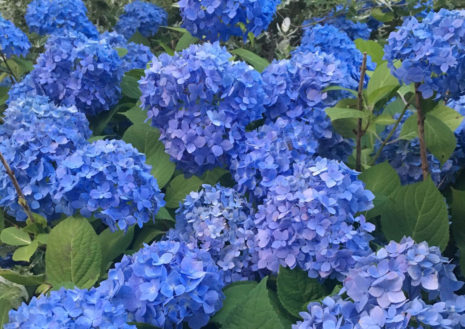 Apple iPhone 6s sample photo. Hydrangea, flower, summer photography