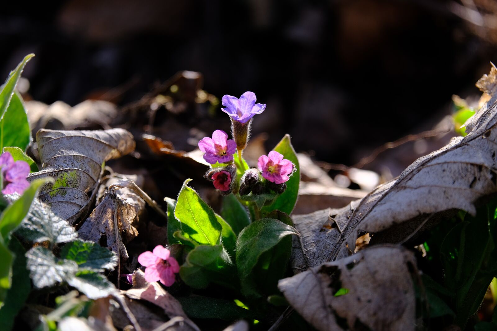 Fujifilm X-T3 sample photo. Lungwort, flower, blossom photography