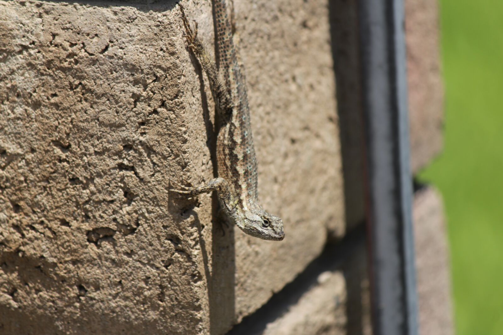 Canon EOS 1300D (EOS Rebel T6 / EOS Kiss X80) + Canon EF-S 55-250mm F4-5.6 IS II sample photo. Lizard, yard, wildlife photography