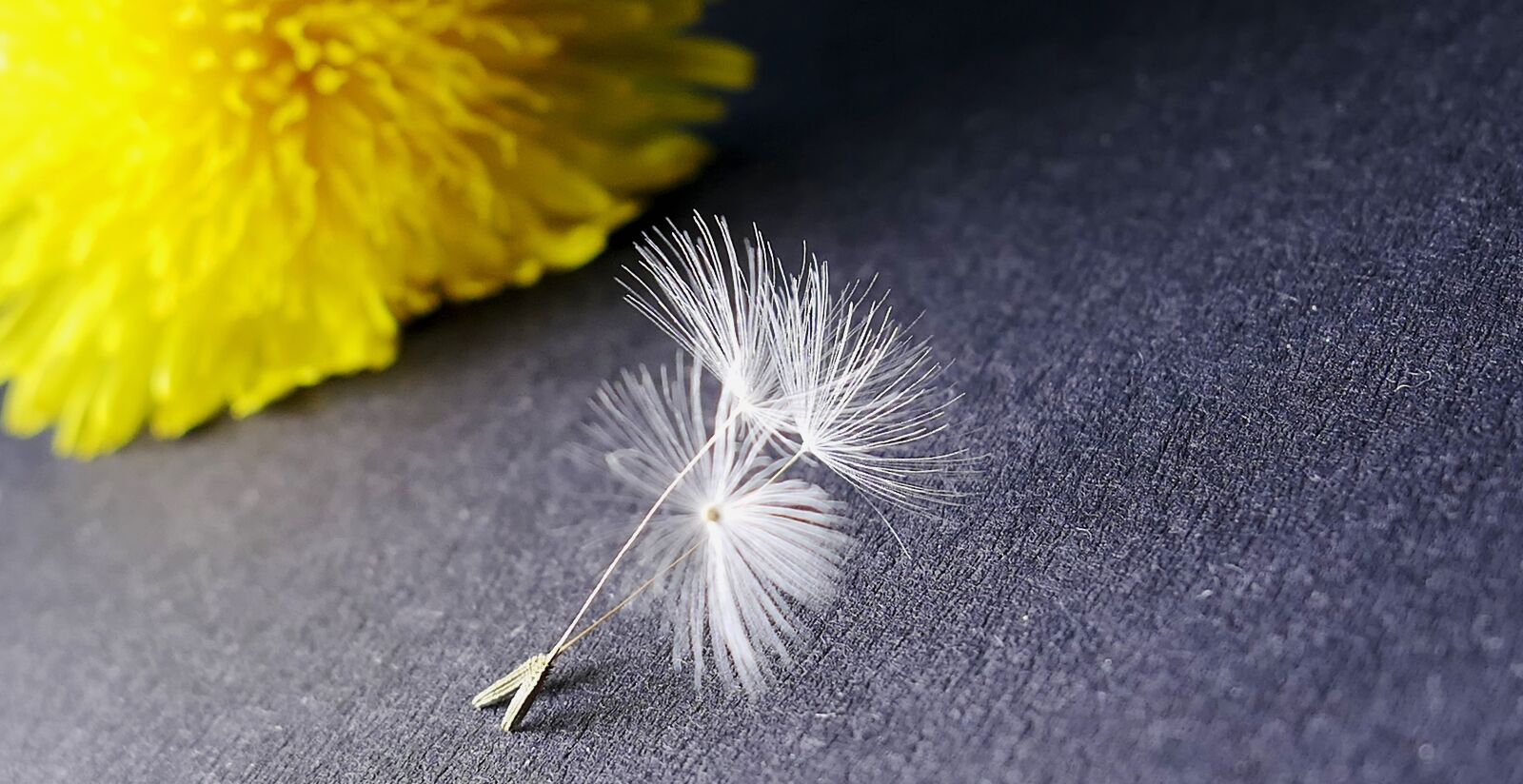 Panasonic Lumix DMC-LX10 (Lumix DMC-LX15) sample photo. Nature, dandelion, flower photography