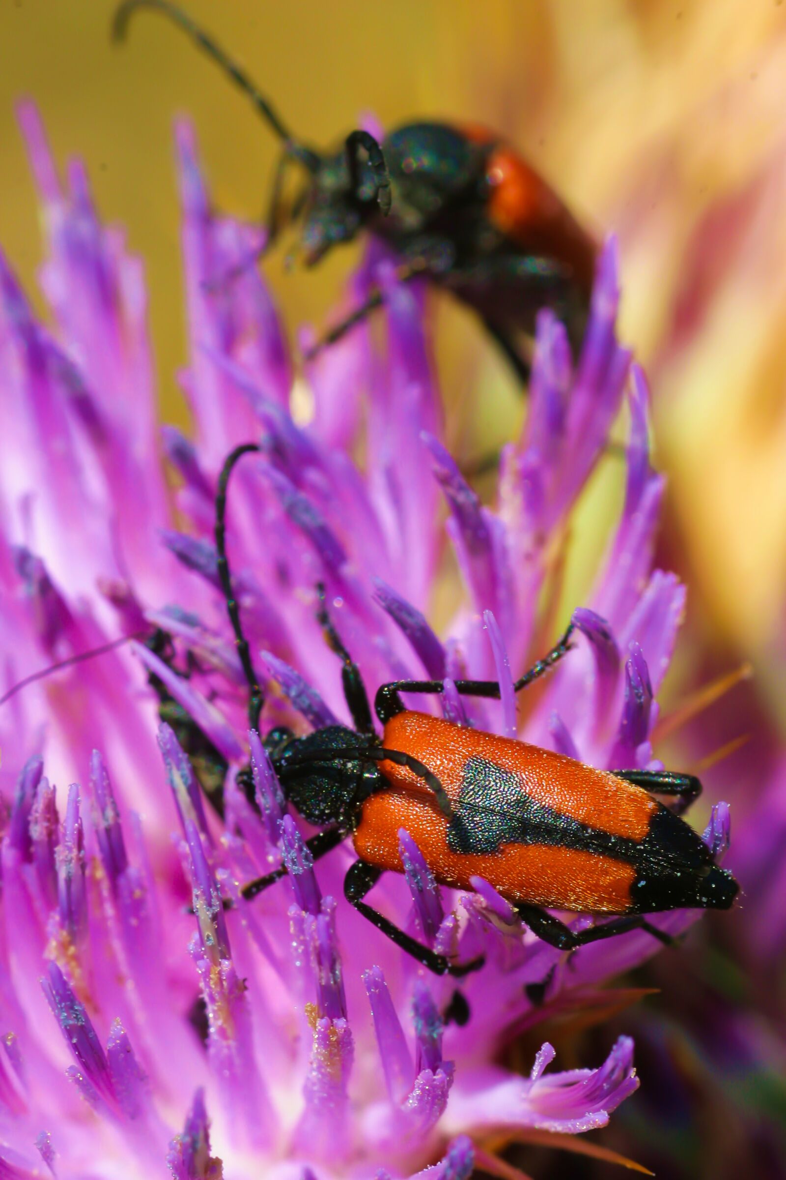 Canon EOS 10D sample photo. Lepture cordigere, insect, nature photography