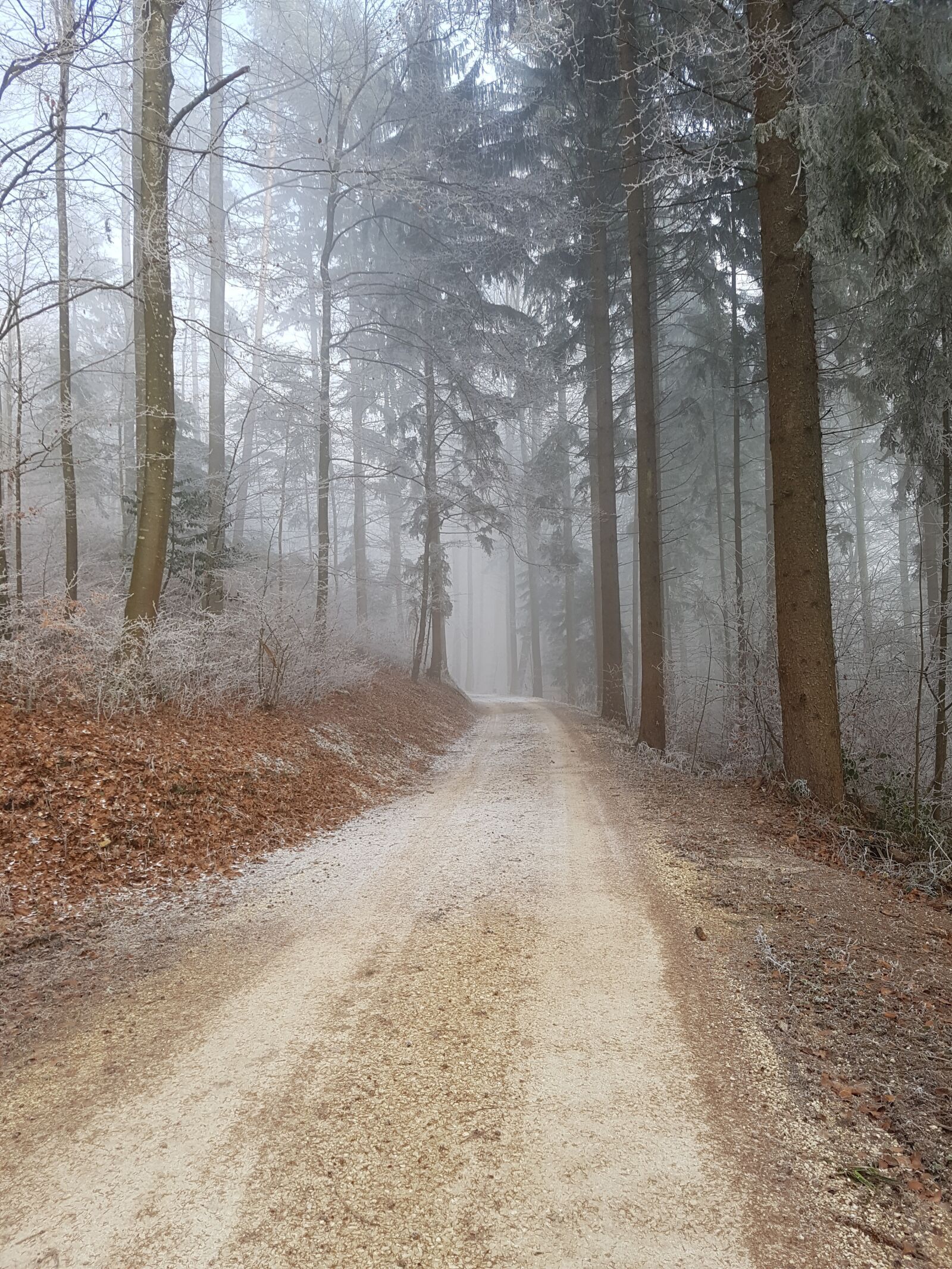 Samsung Galaxy S7 Edge sample photo. Forest path, trees, forest photography