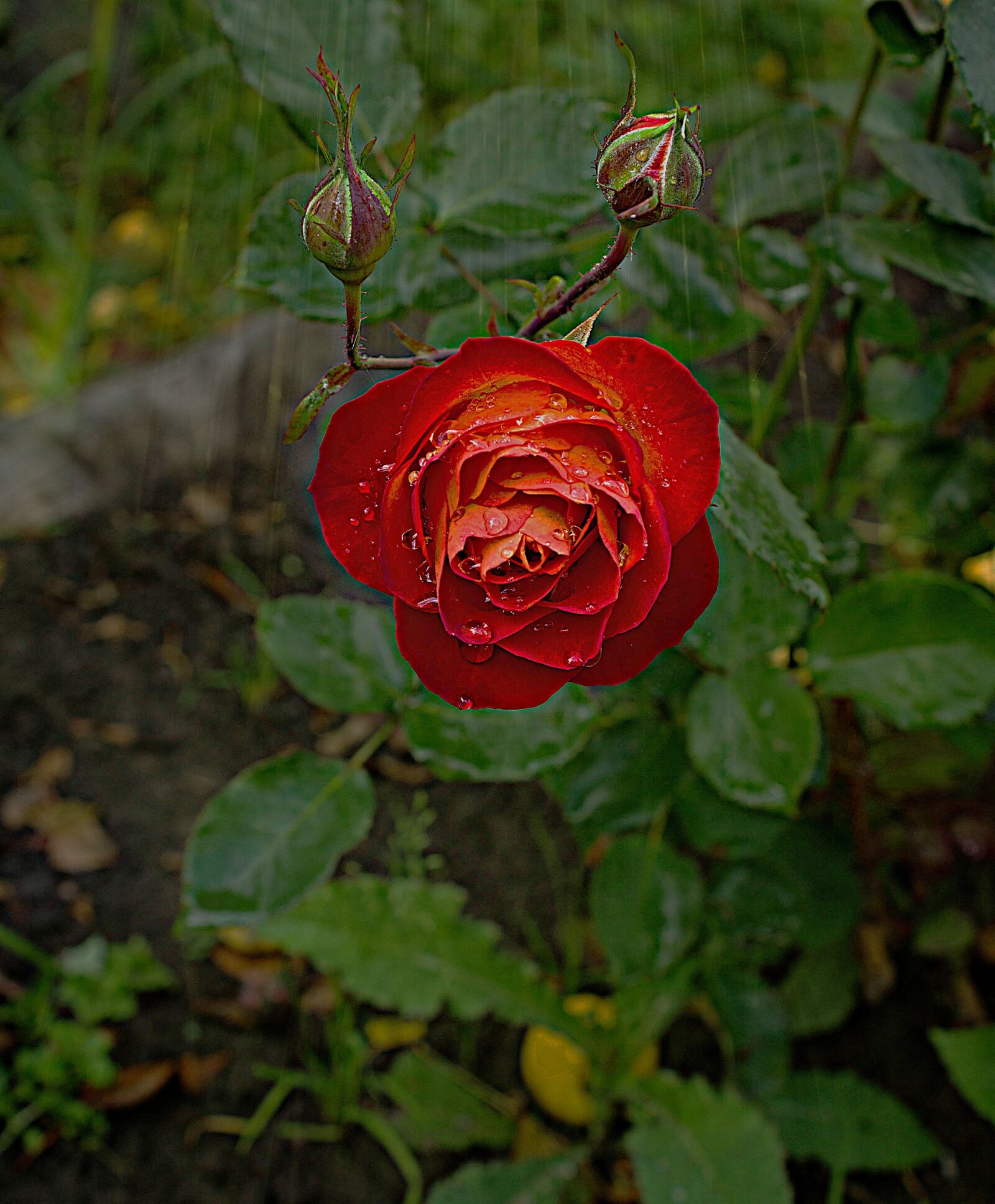 Canon EOS 600D (Rebel EOS T3i / EOS Kiss X5) sample photo. Autumn, garden, rain photography