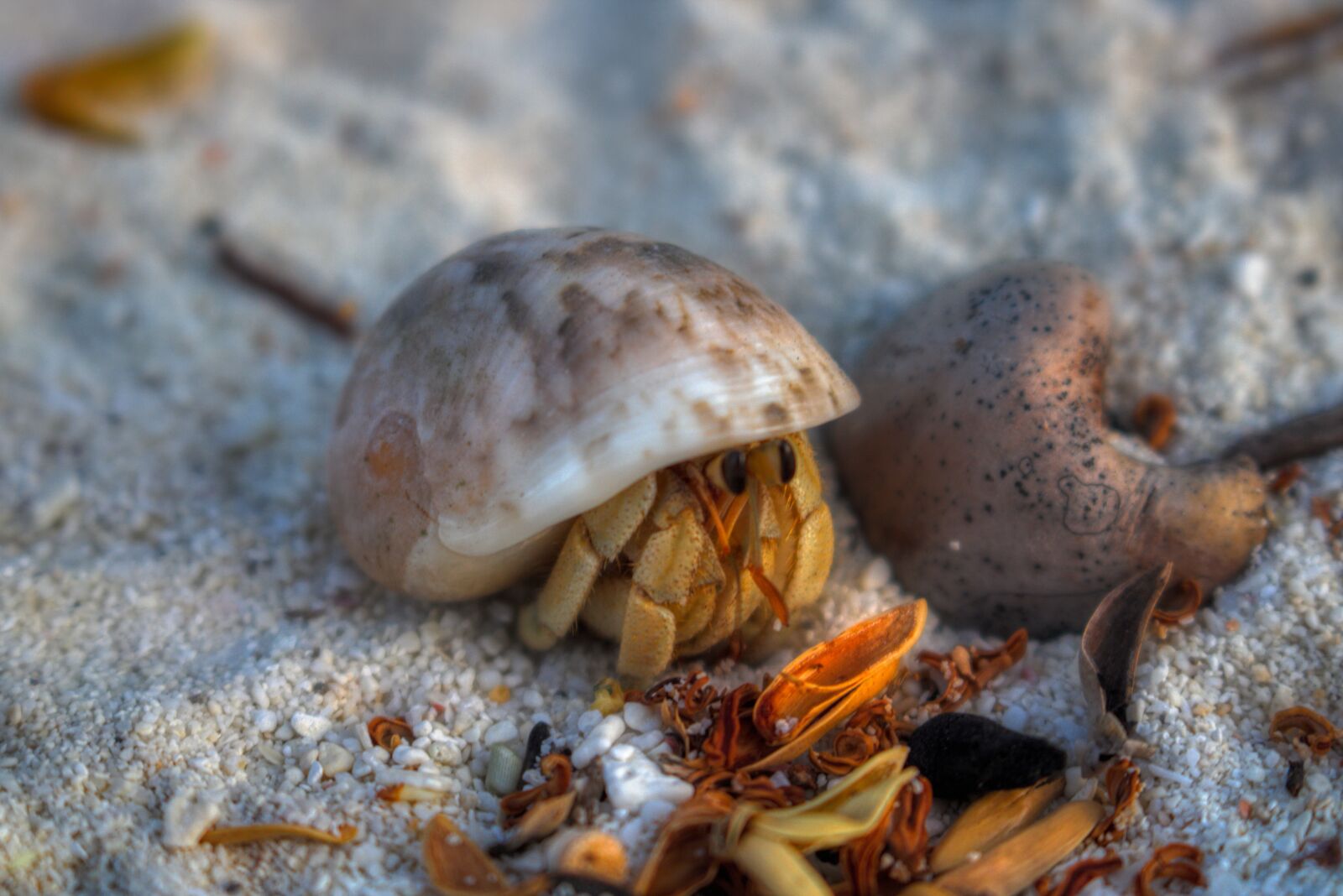Canon EOS 750D (EOS Rebel T6i / EOS Kiss X8i) sample photo. Hermit, crab, white photography