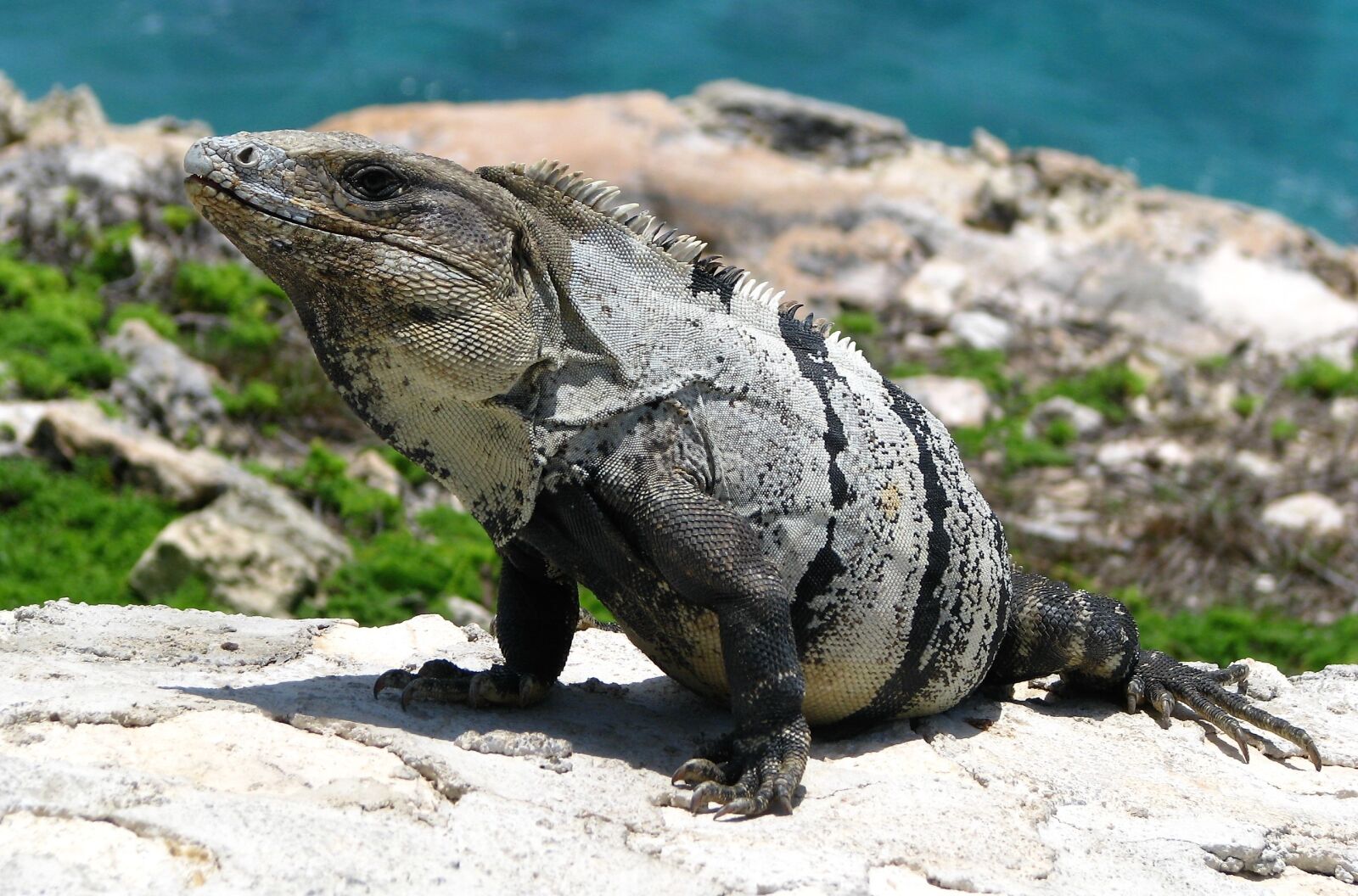 Canon POWERSHOT S5 IS sample photo. Iguana, lizard, reptile photography