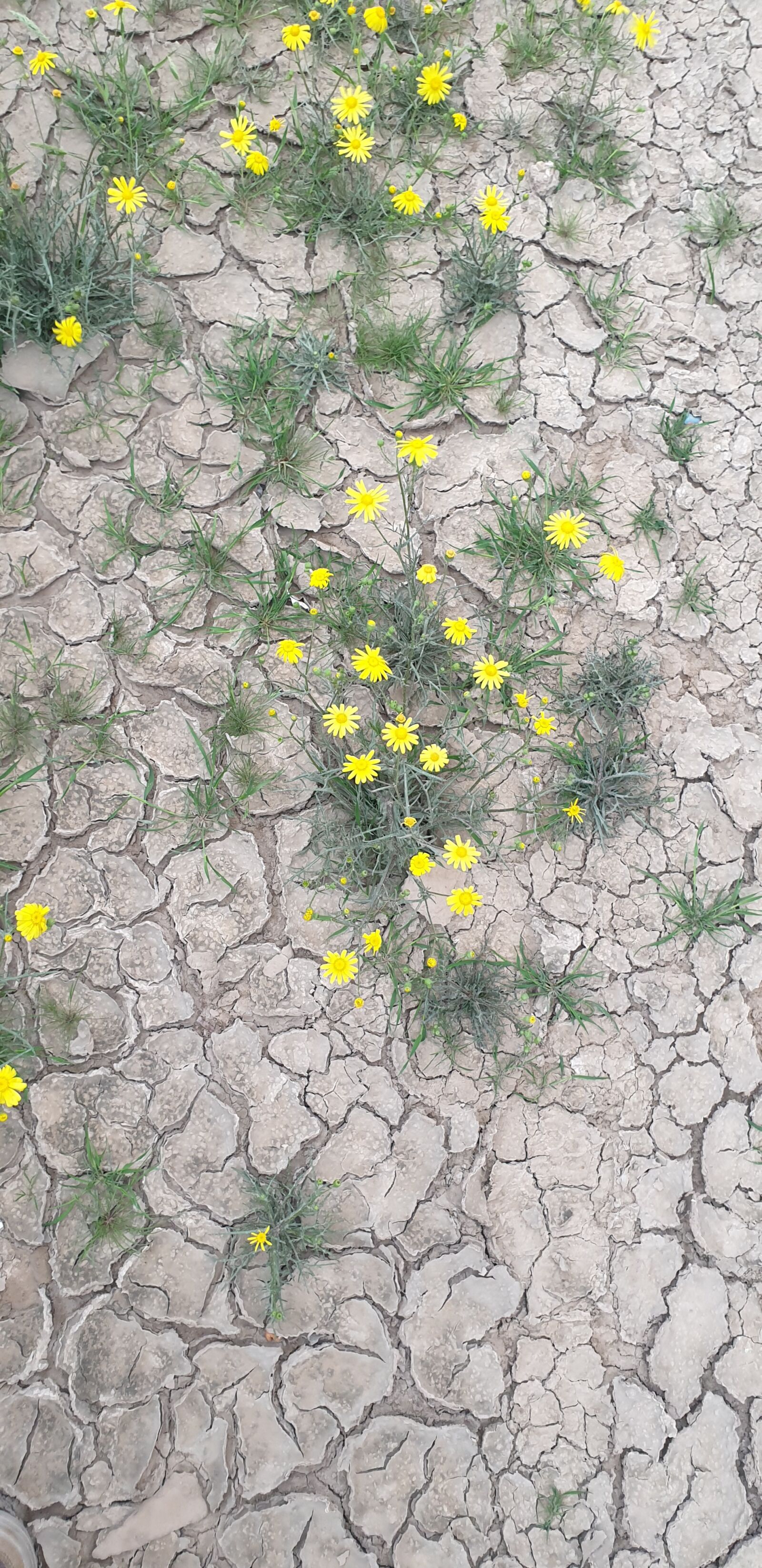 Samsung Galaxy Note9 sample photo. Flowers, in, the desert photography