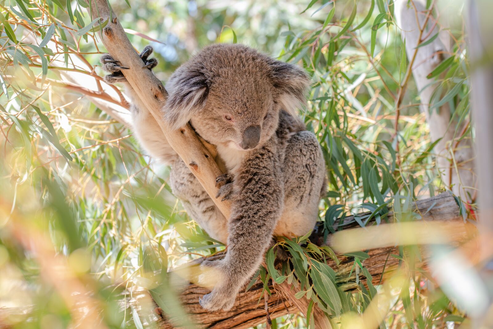 Nikon D850 sample photo. Koala, marsupial, herbivore photography