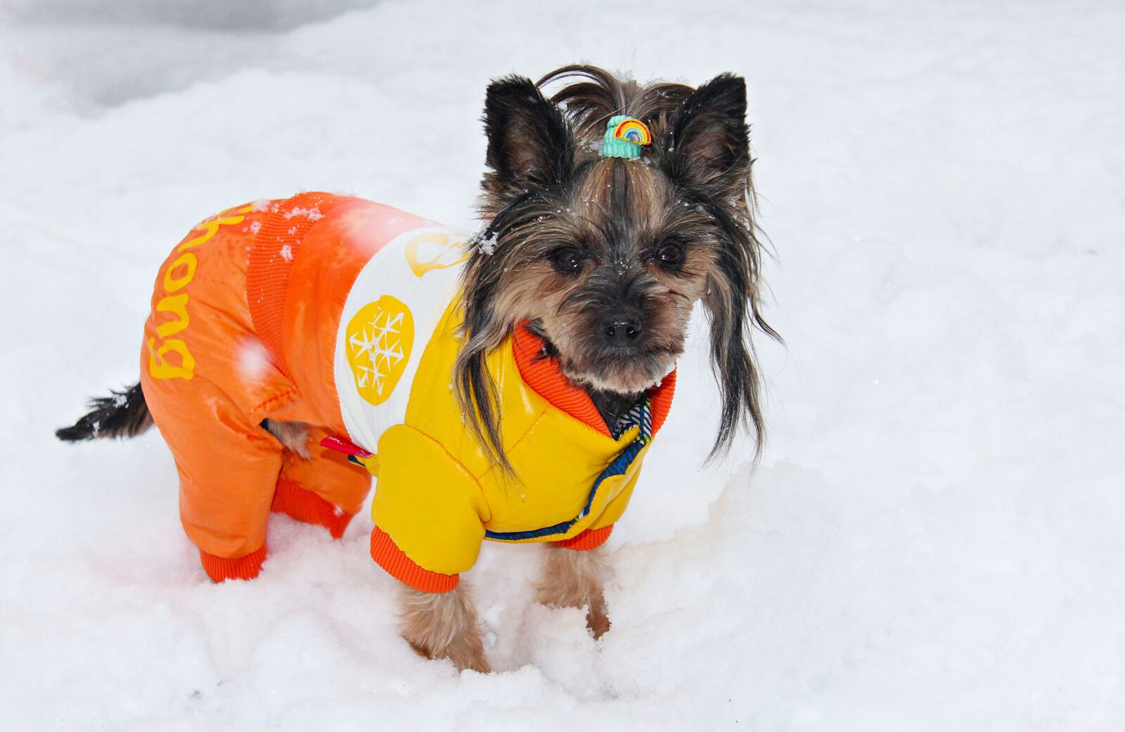 Canon EOS 600D (Rebel EOS T3i / EOS Kiss X5) sample photo. Yorkshire terrier, dog, dog photography